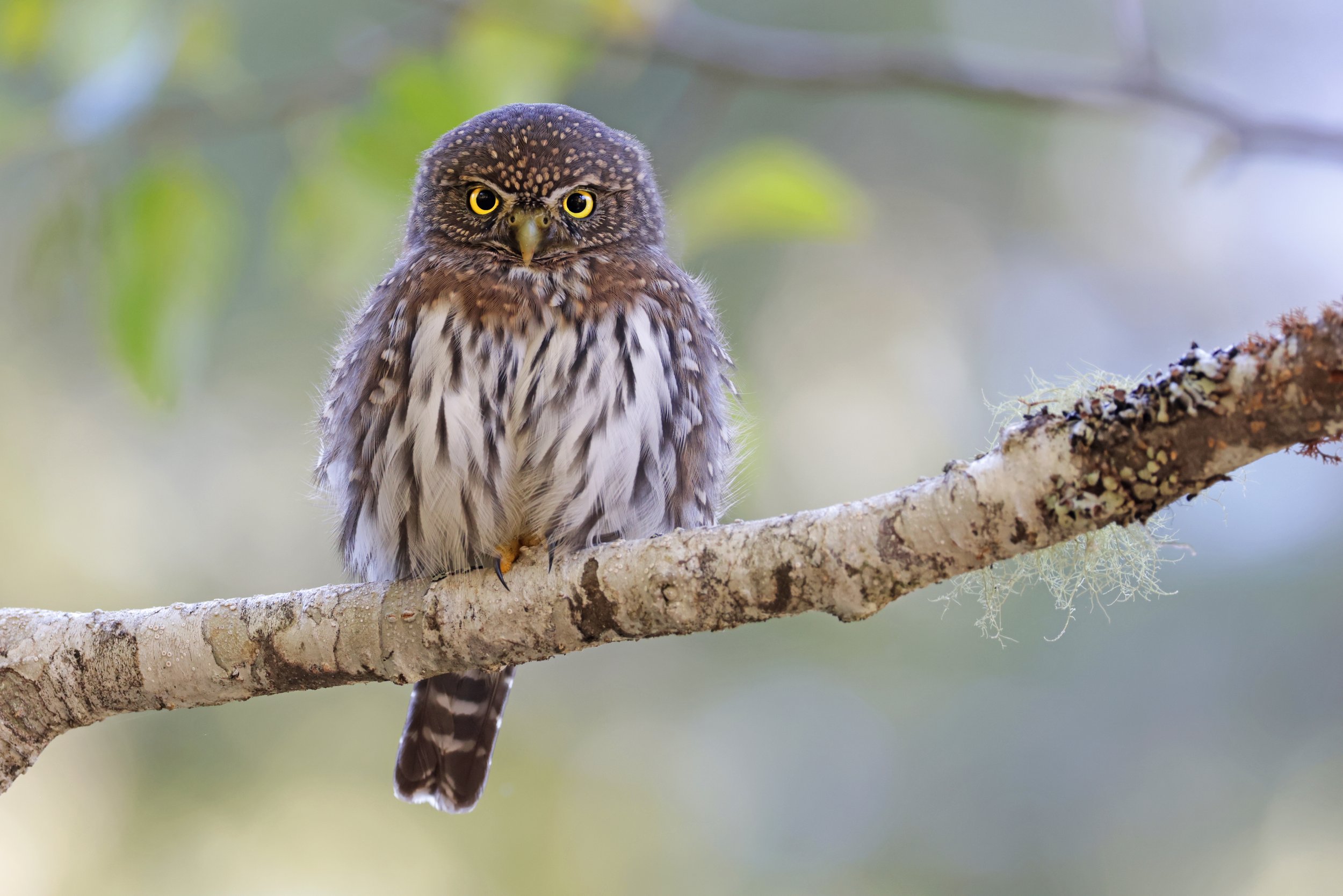  Northern Pygmy-Owl, Silverton, Washington © 2023. 