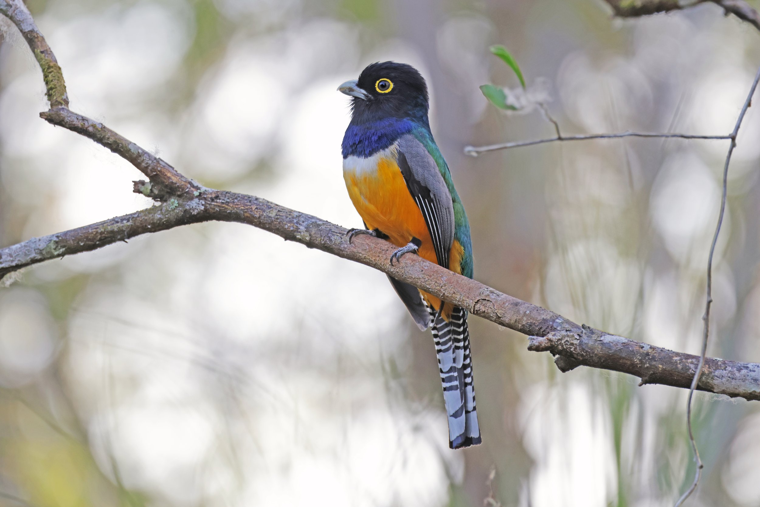  Gartered Trogon, Chichén Itzá, Yucatan, Mexico © 2024. 