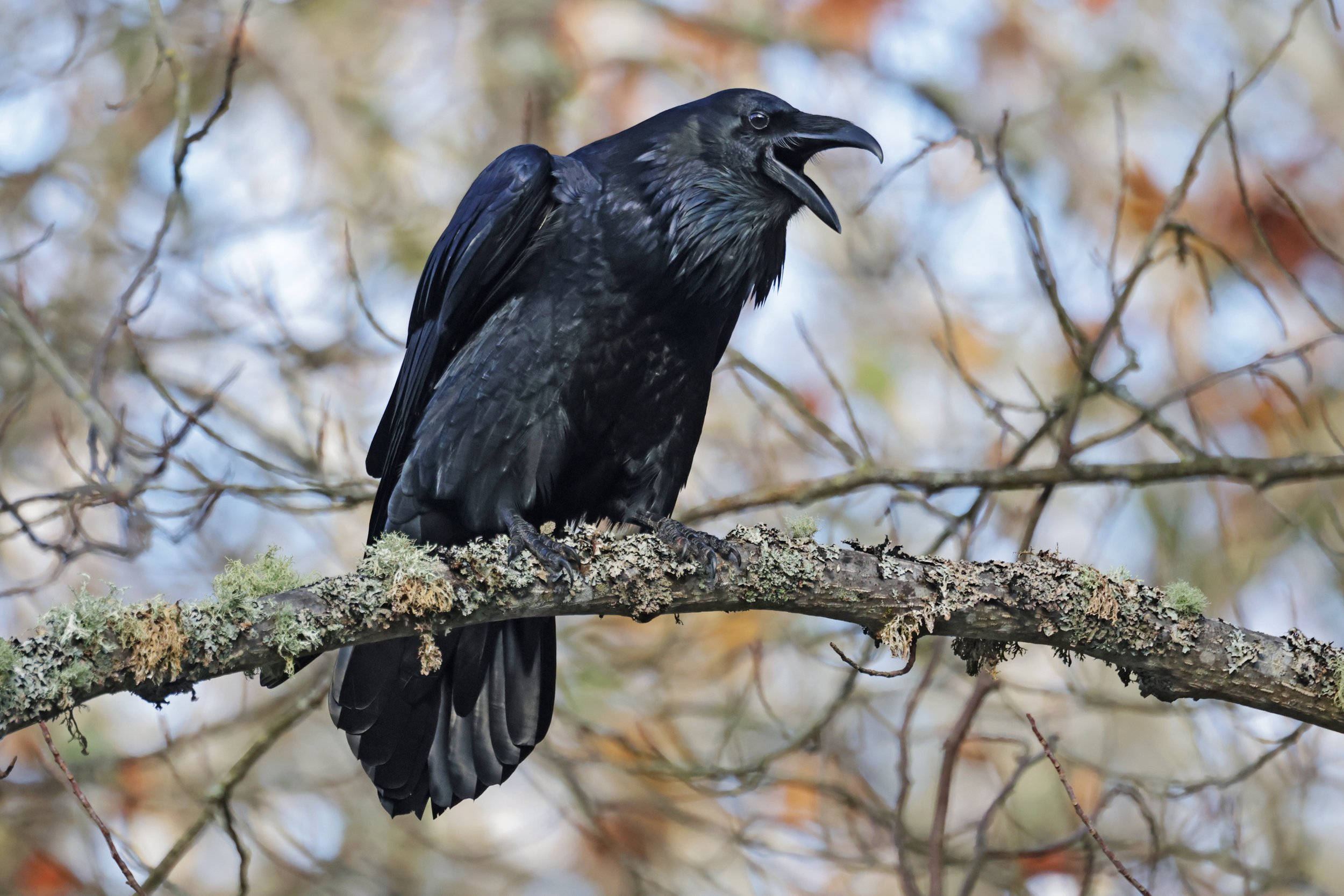  Common Raven, Seattle, Washington © 2023. 