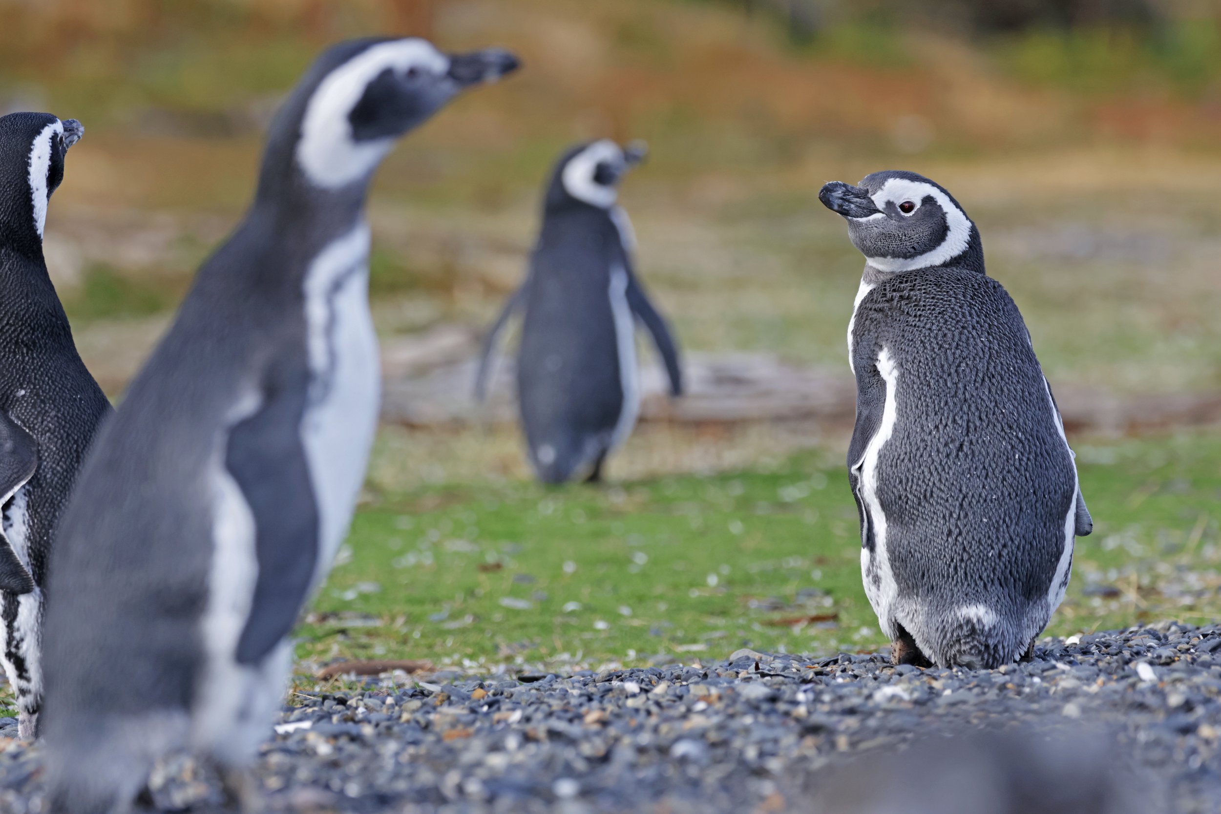  Magellanic Penguin, Islas de Tierra Del Fuego, Argentina © 2024. 
