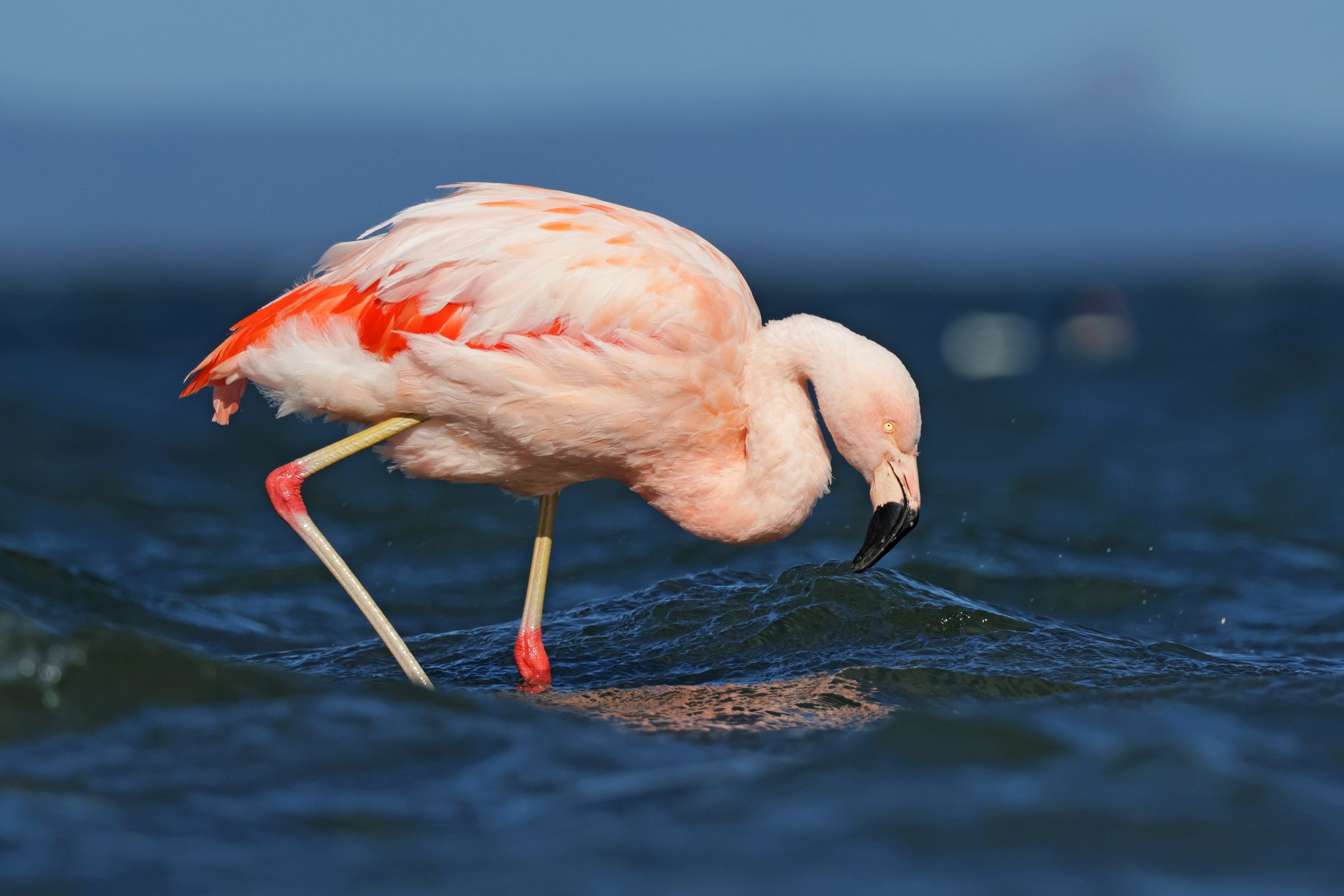  Chilean Flamingo, Puerto Natales, Magallanes, Chile © 2024. 