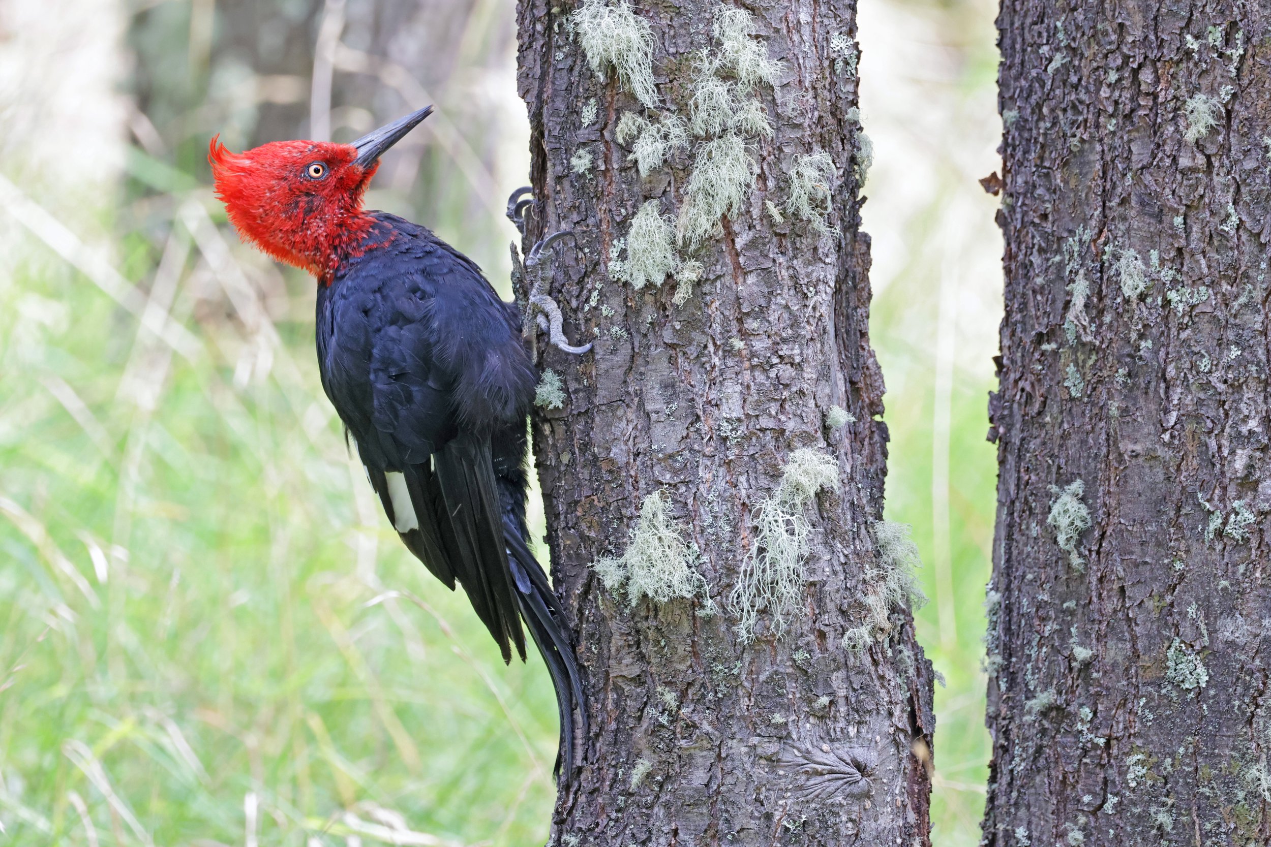  Magellanic Woodpecker, Parque Nacional Los Glaciares, Santa Cruz, Argentina © 2024. 