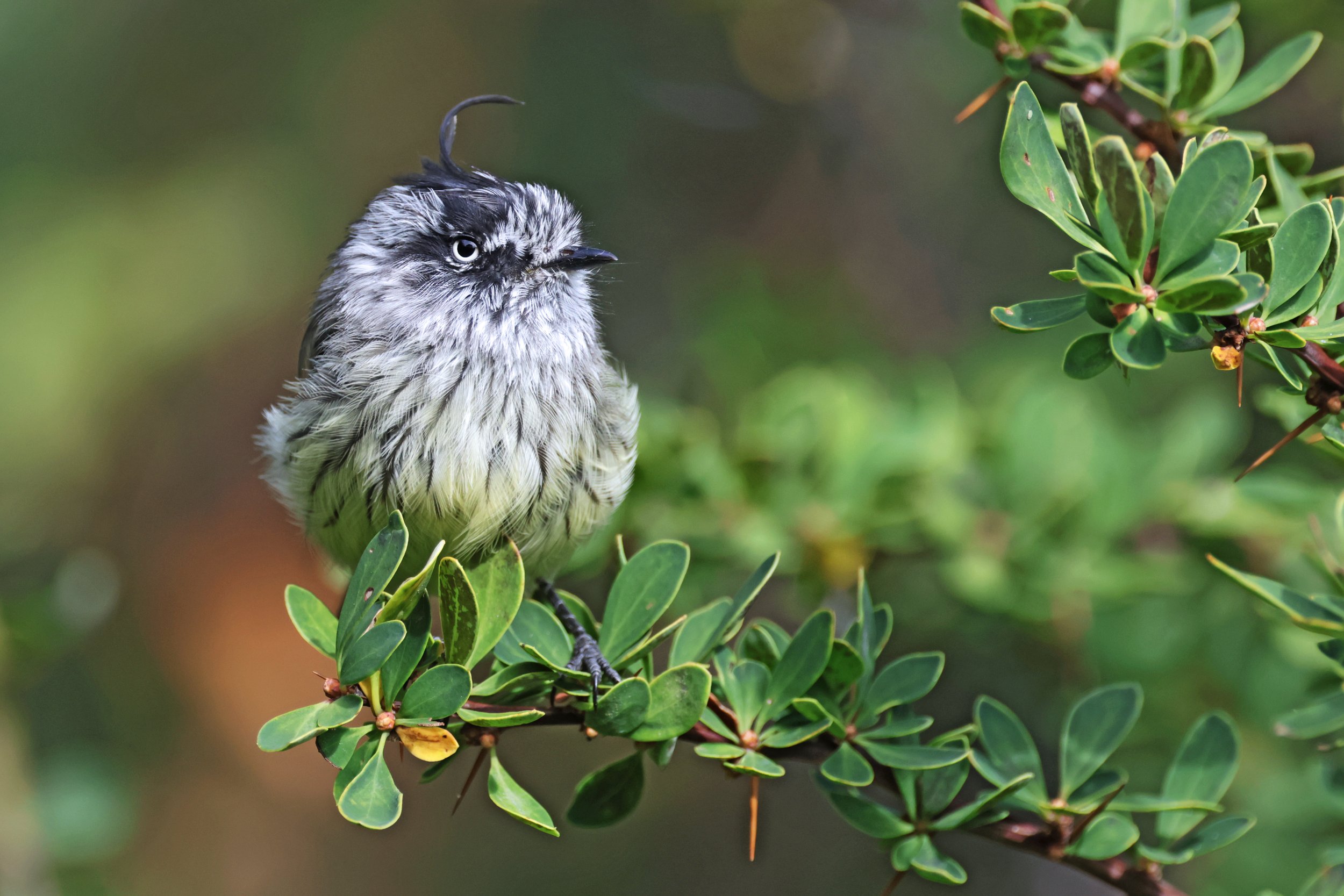  Tufted Tit-Tyrant, Ushuaia, Tierra Del Fuego, Argentina © 2024. 