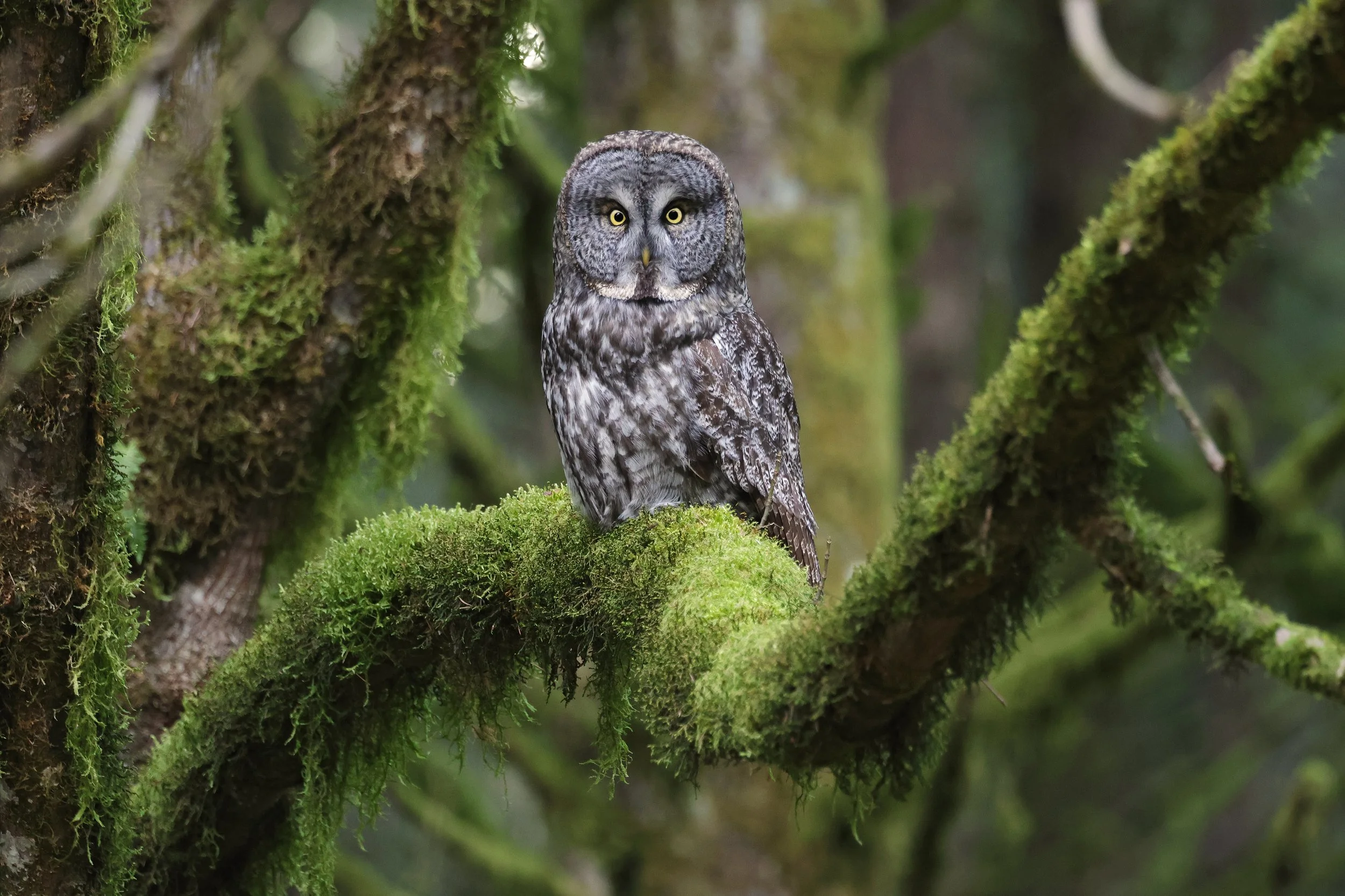  Great Gray Owl, Snohomish County, Washington © 2025. 