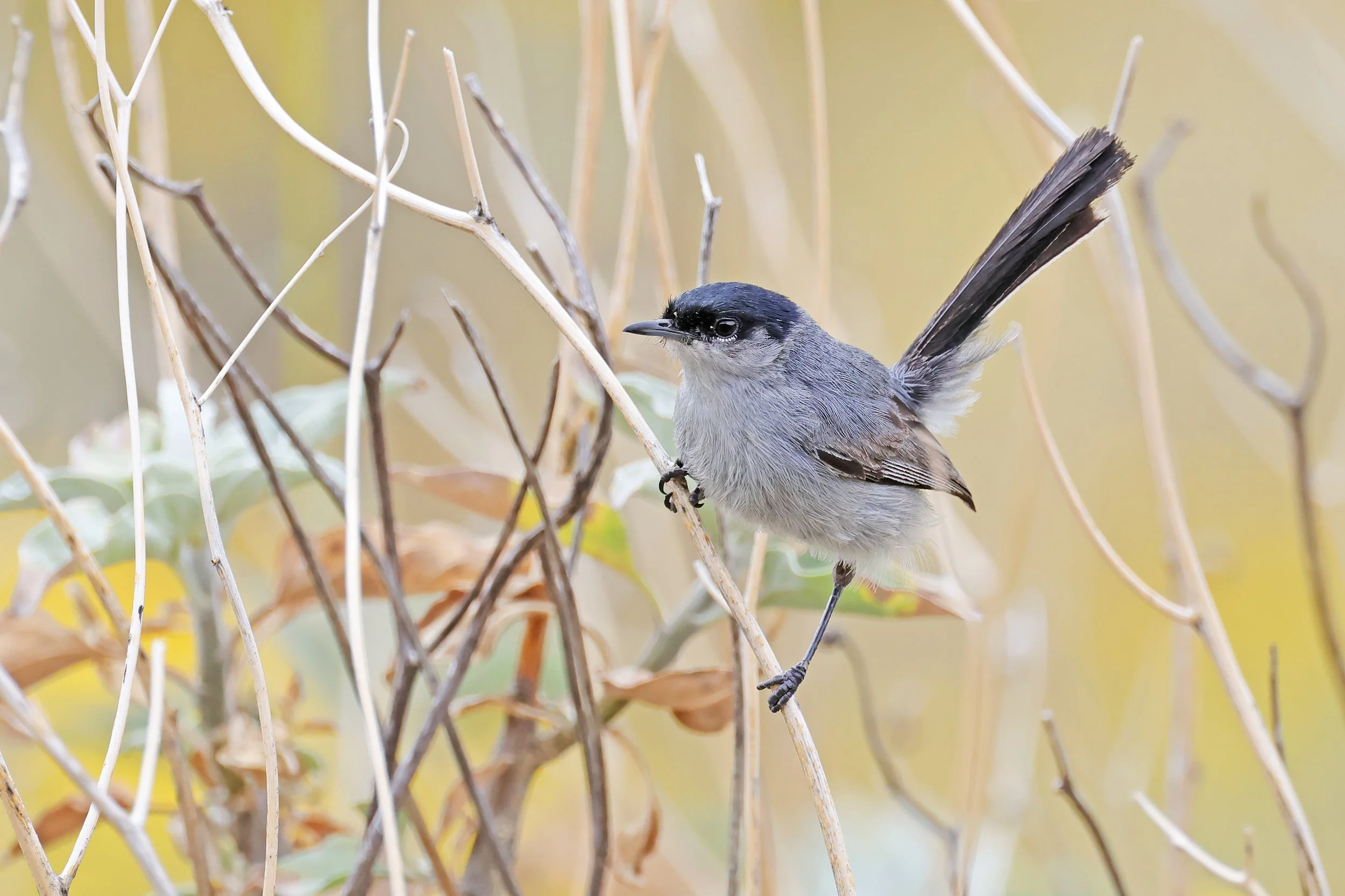  California Gnatcatcher, Perris, California © 2025. 