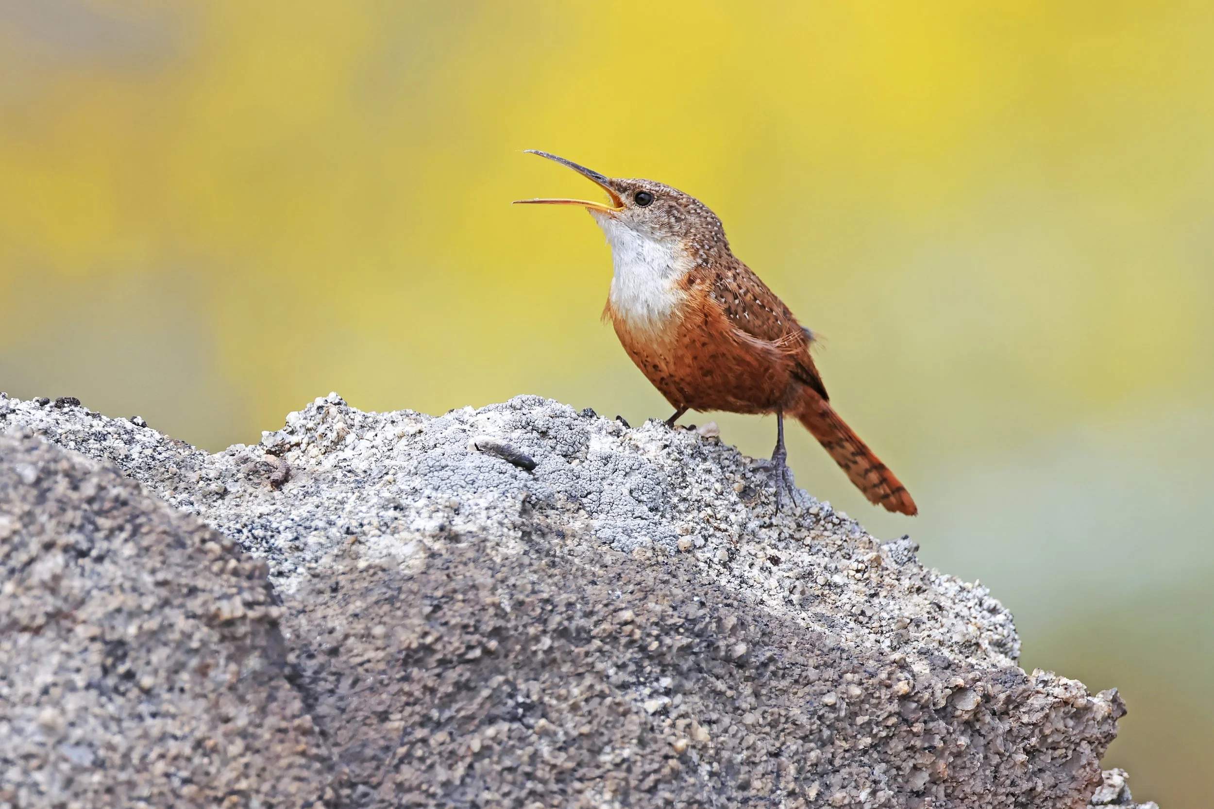  Canyon Wren, Box Springs, California © 2025. 