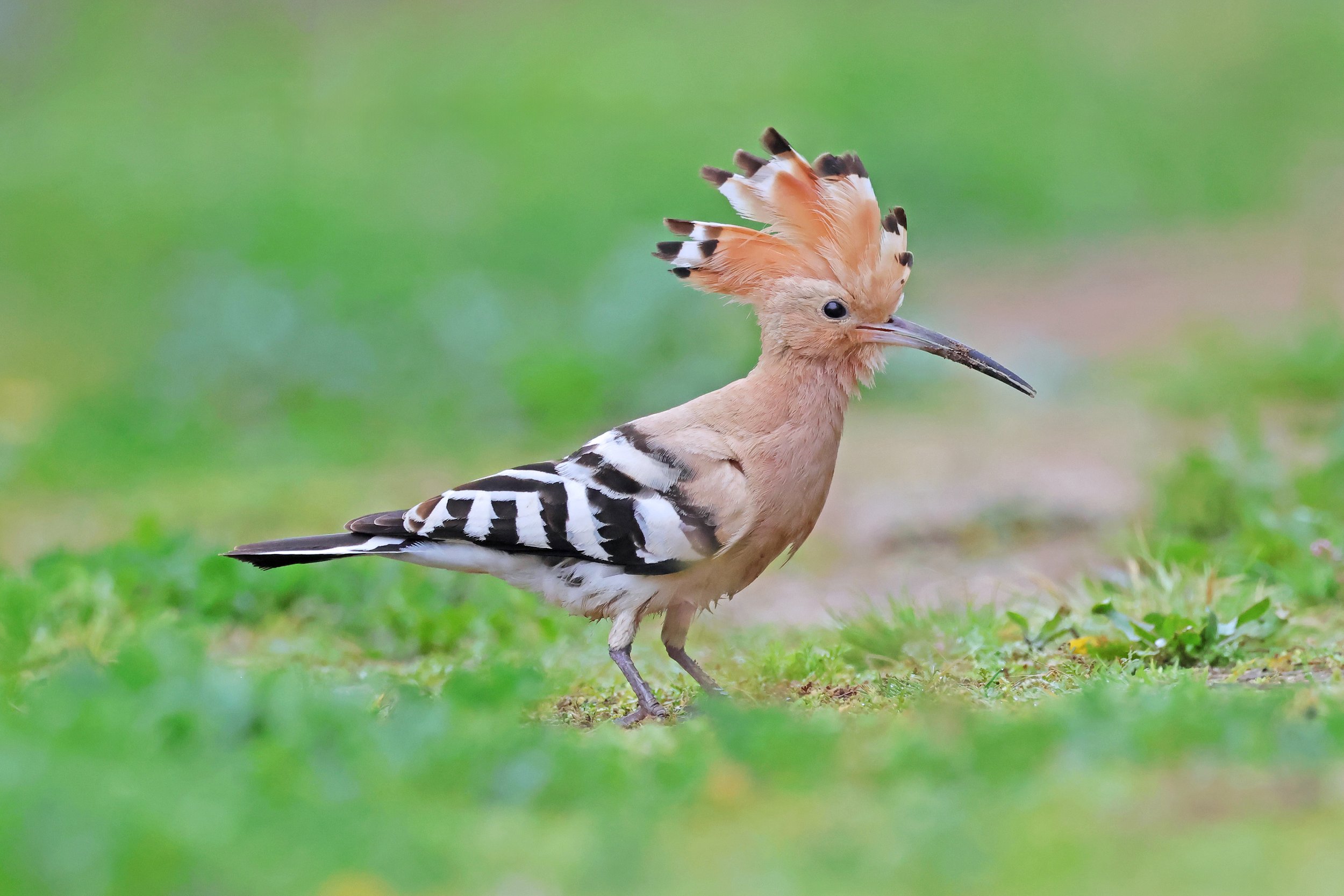  Common Hoopoe, Sevilla, Andalucía, Spain © 2025. 