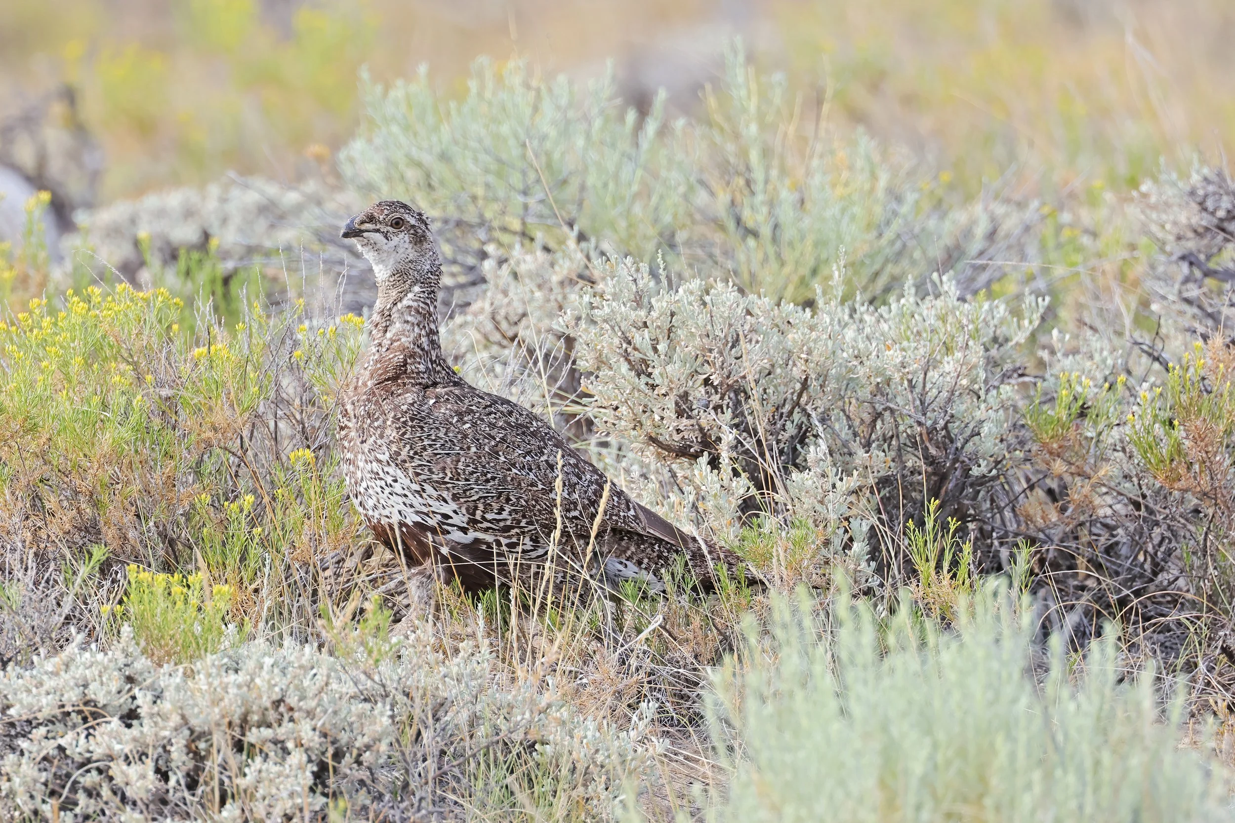  Greater Sage-Grouse, Jeffrey City, Wyoming © 2025. 