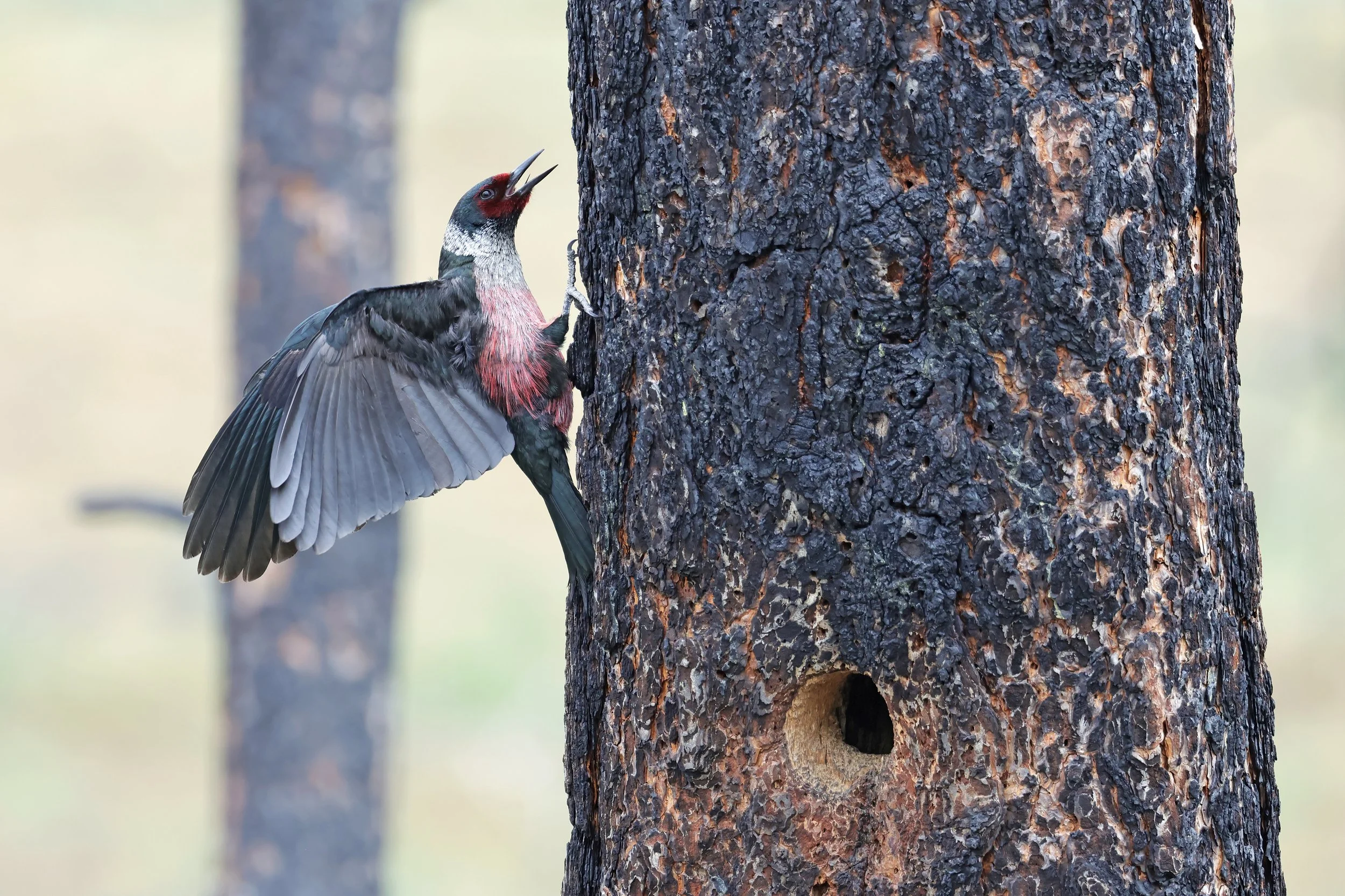  Lewis’s Woodpecker, Wenas, Washington © 2025. 