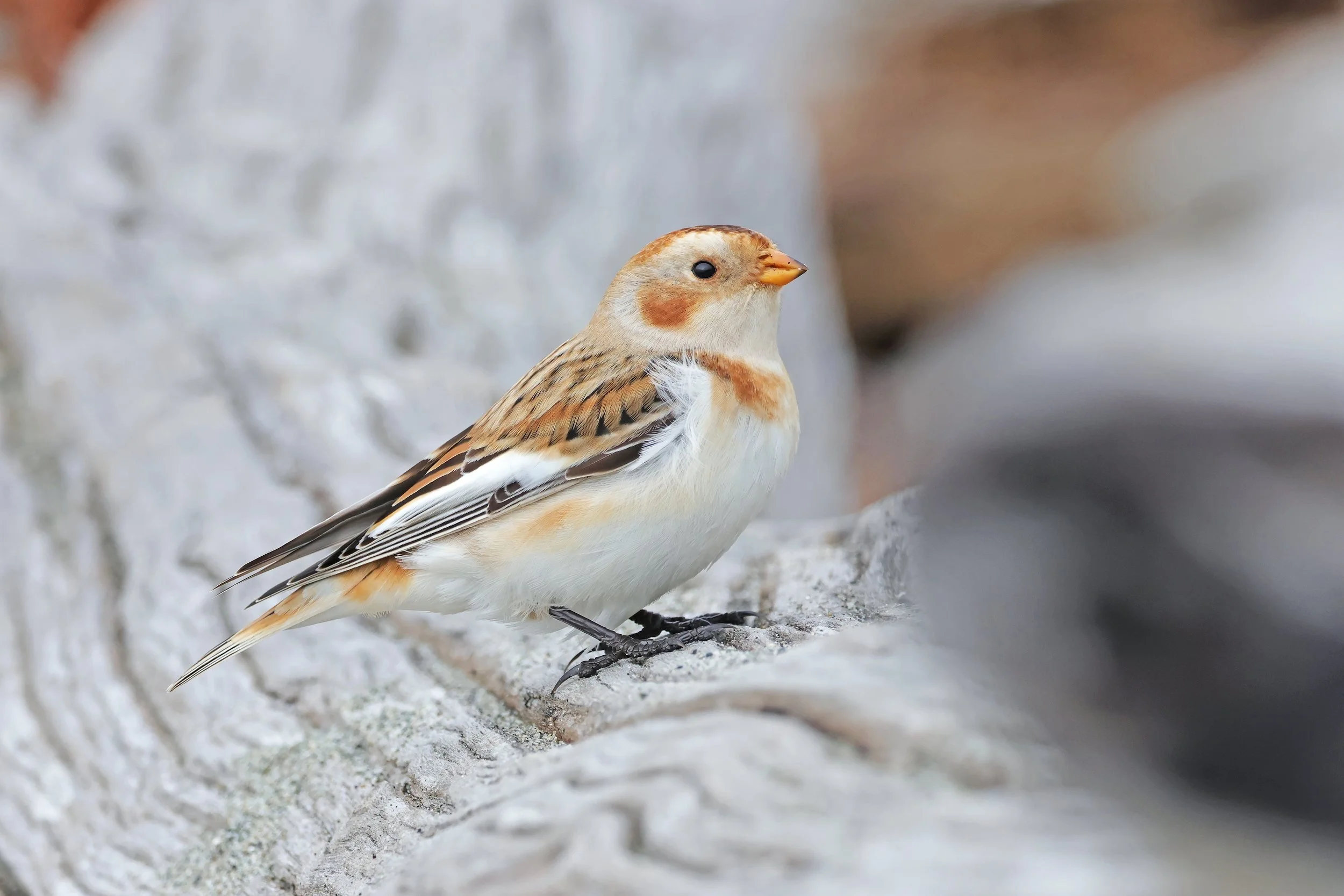  Snow Bunting, Seattle, Washington © 2025. 