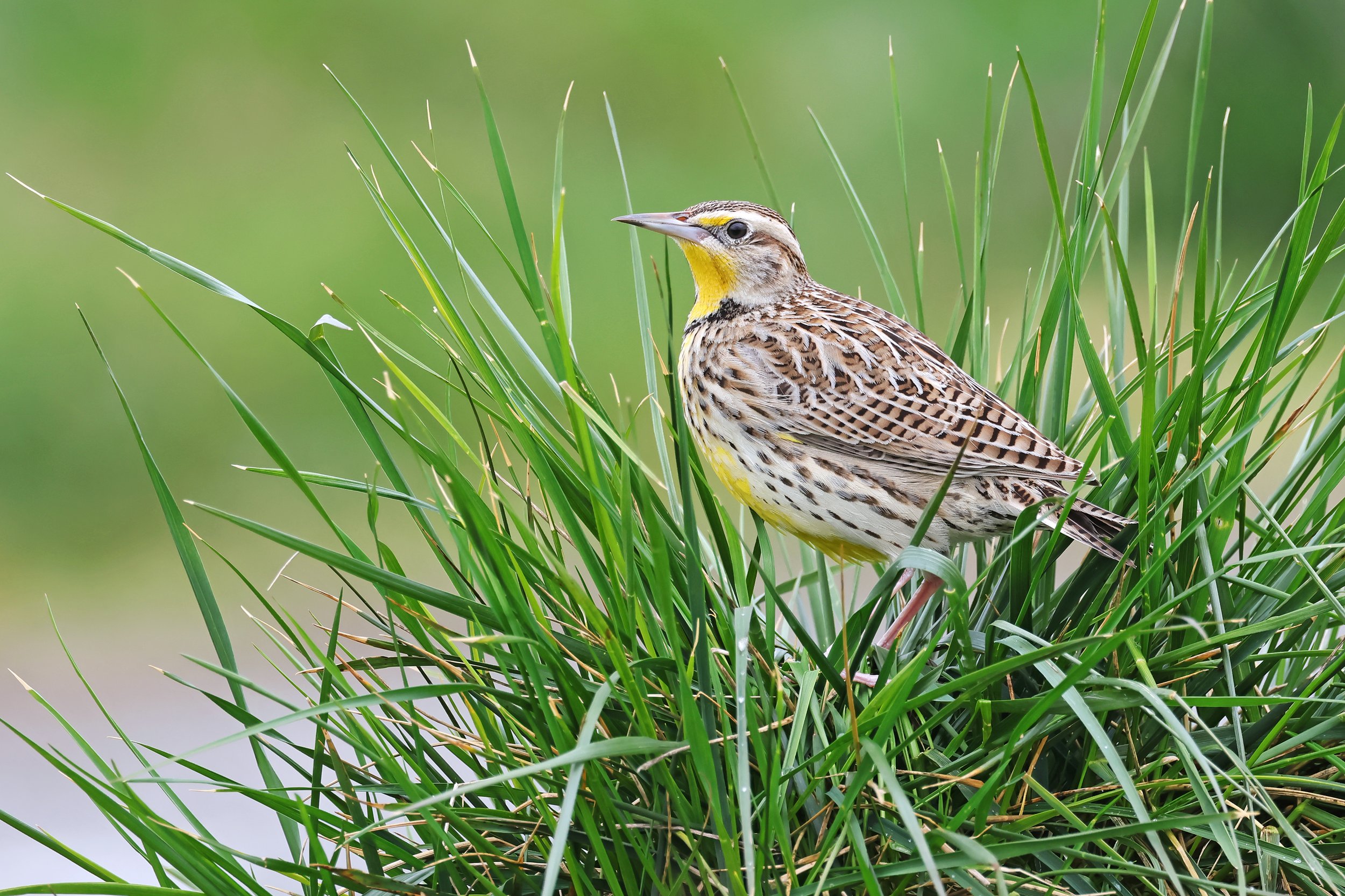  Western Meadowlark, Seattle, Washington © 2025. 