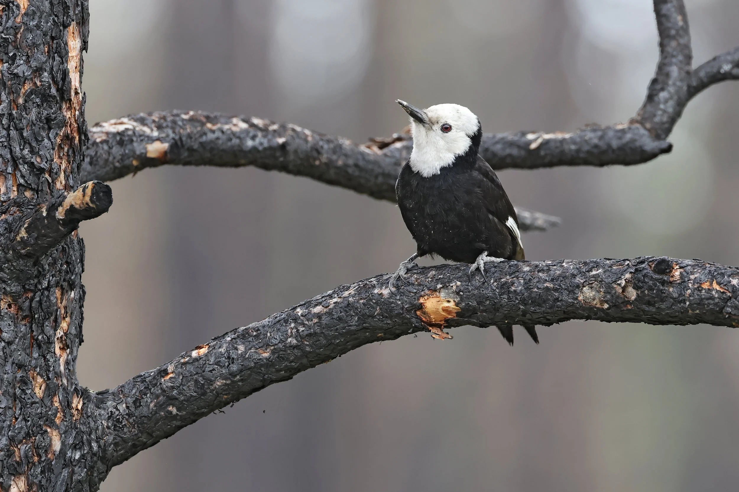  White-Headed Woodpecker, Wenas, Washington © 2025. 