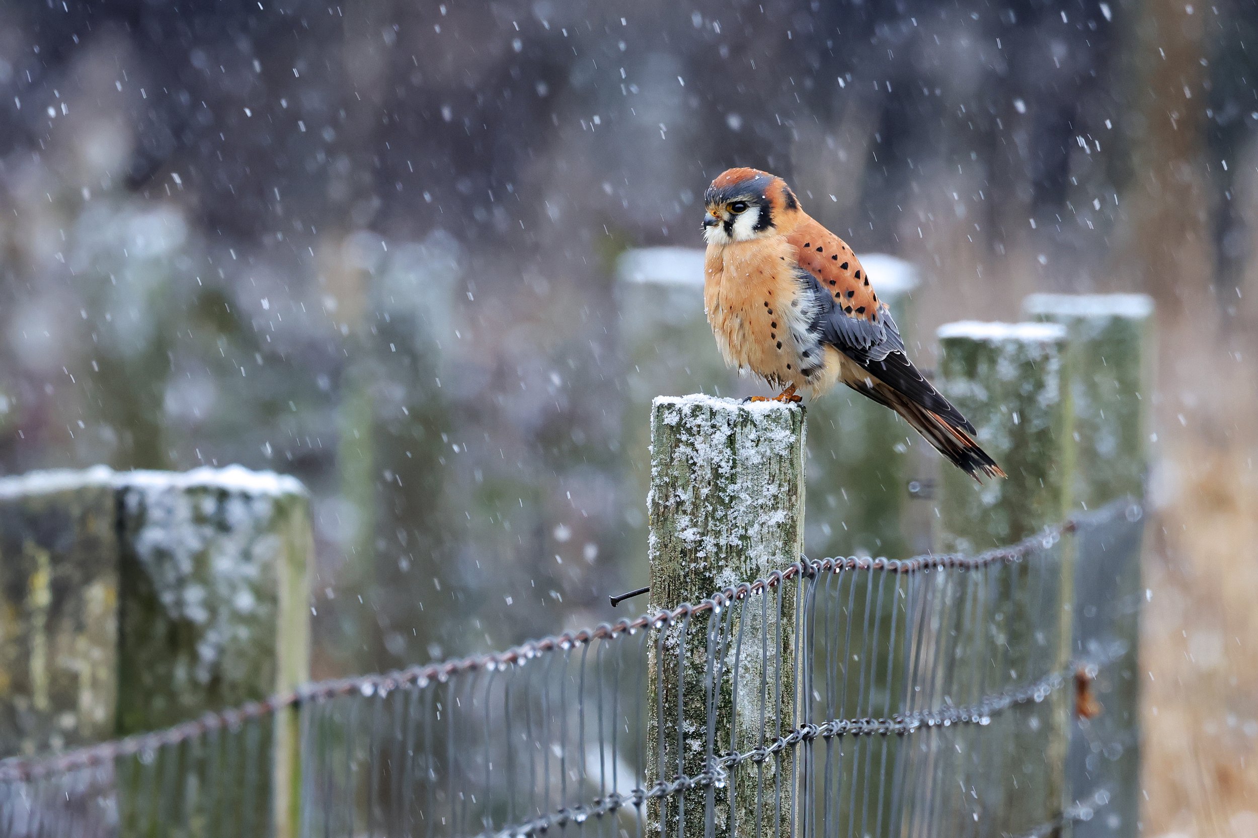  American Kestrel, Kent, Washington © 2025. 