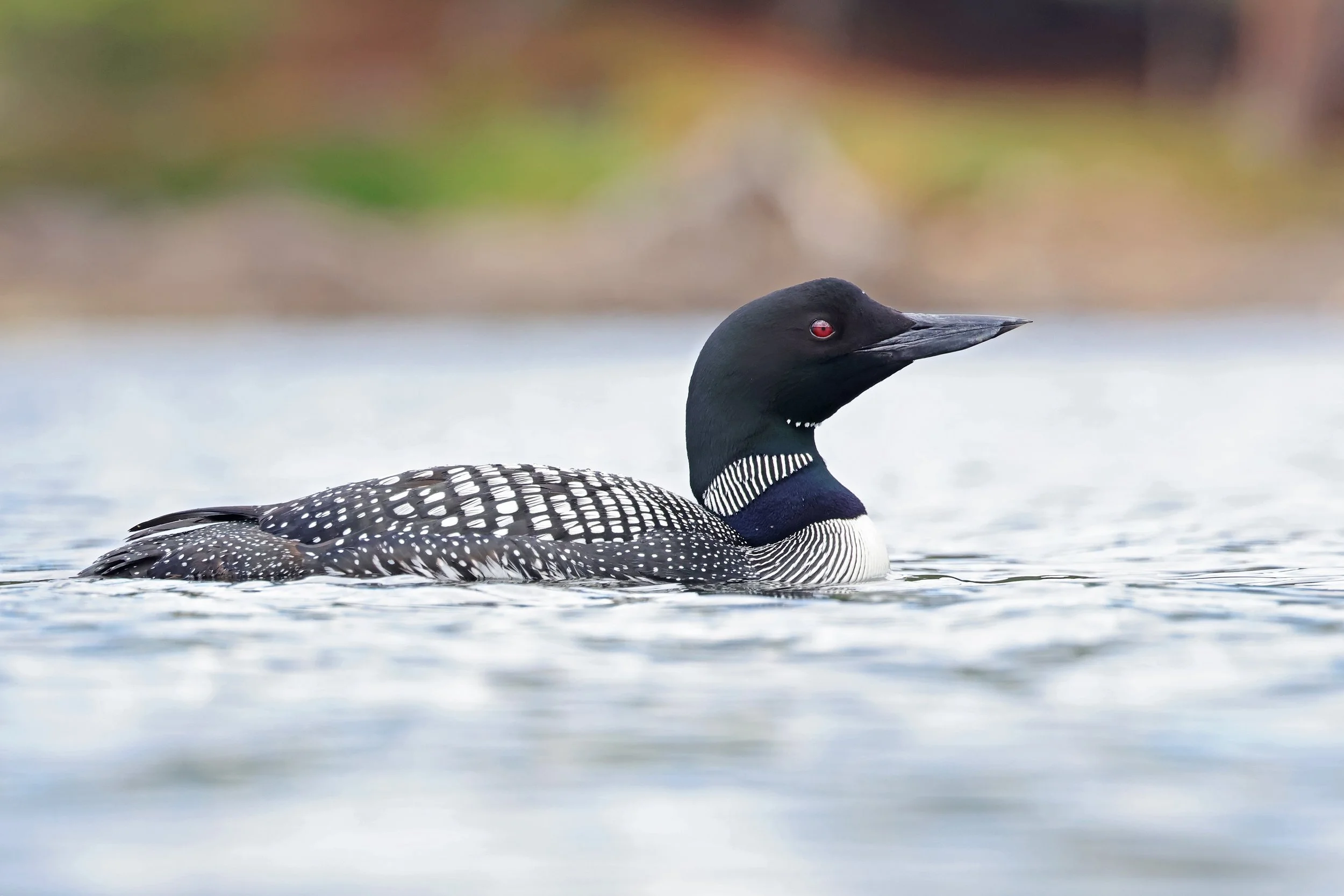  Common Loon, Adirondack State Park, New York © 2025. 