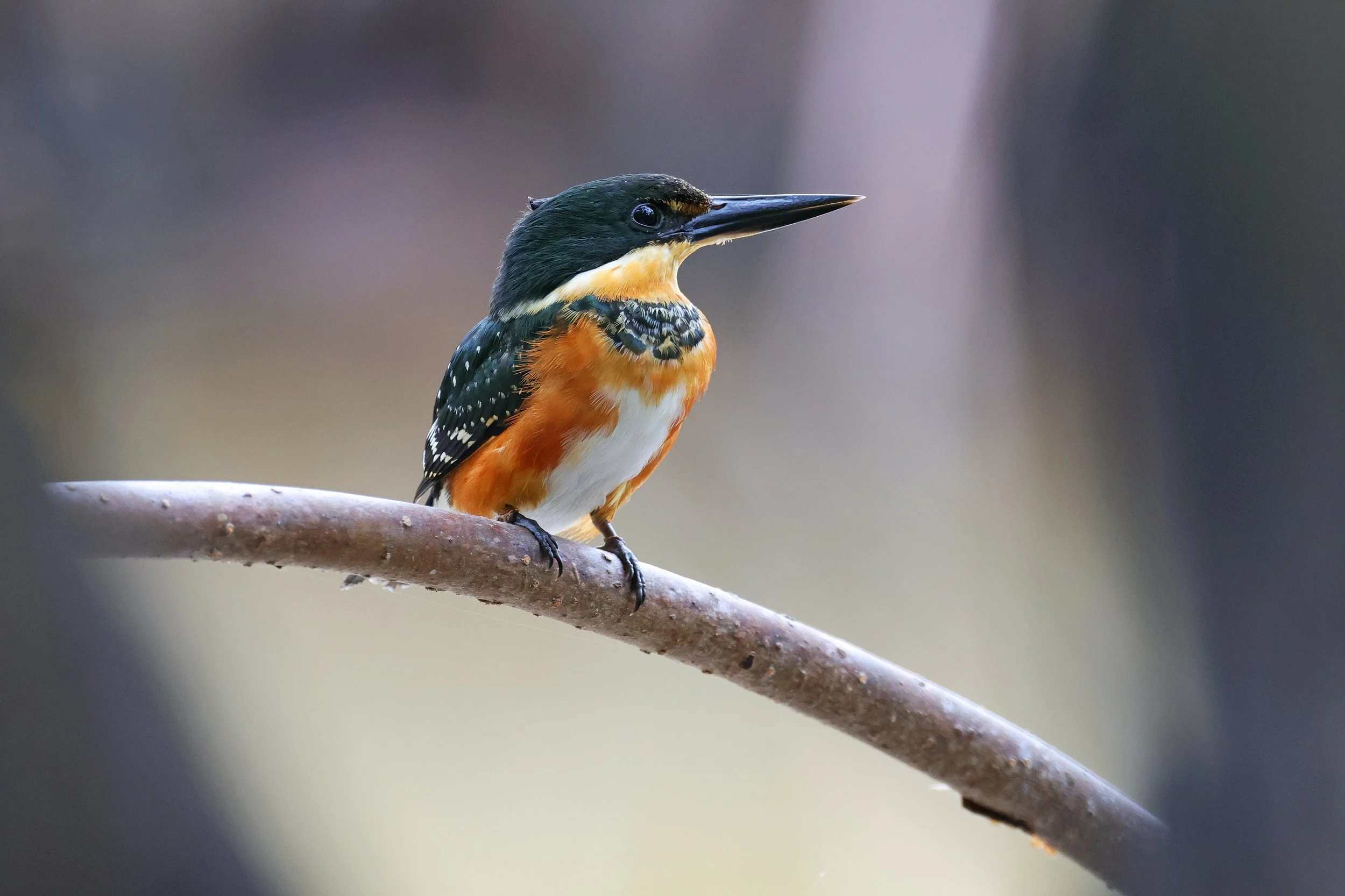  American Pygmy Kingfisher, Celestún, Yucatán, Mexico © 2025. 