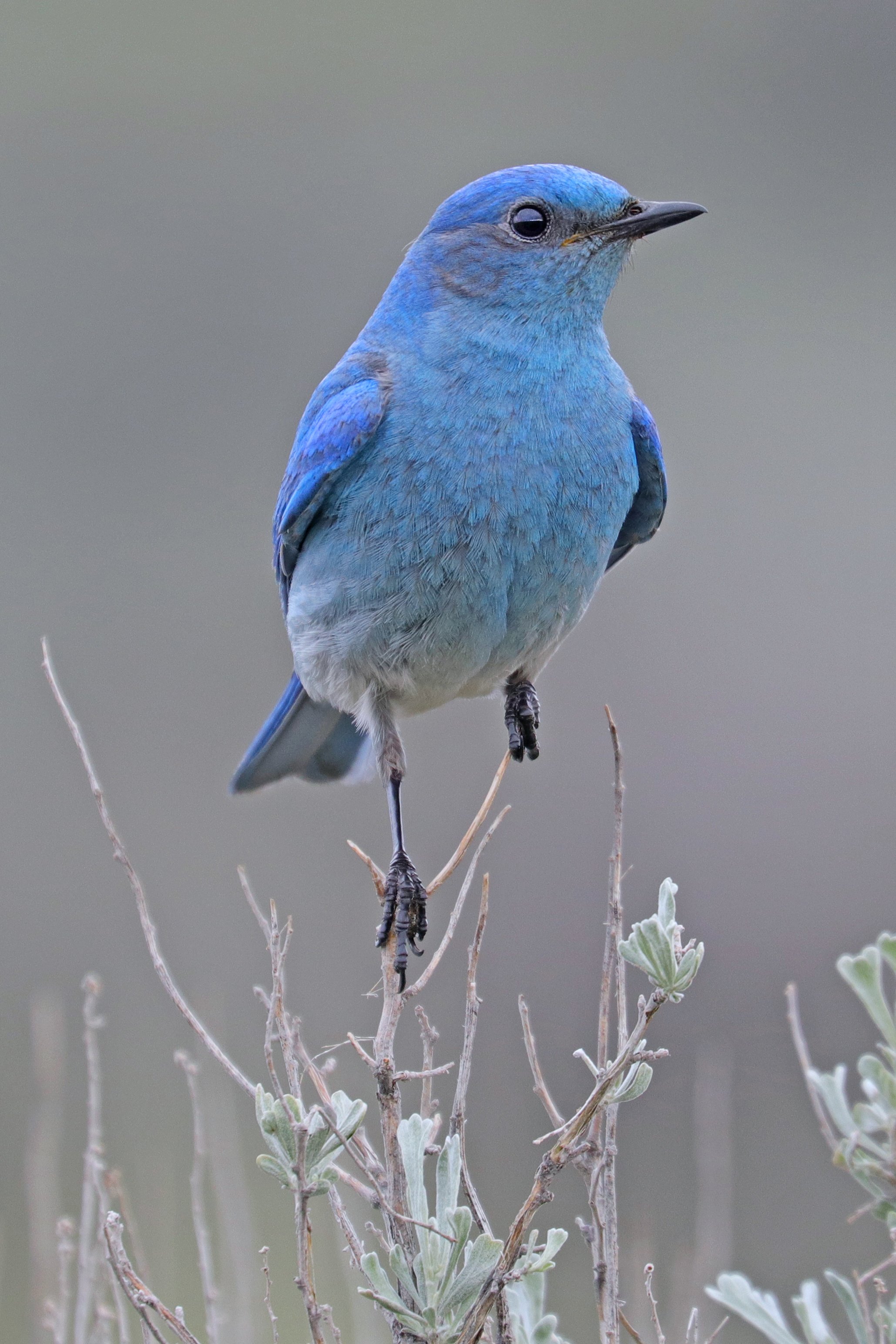  Mountain Bluebird, Ellensburg, Washington © 2022. 