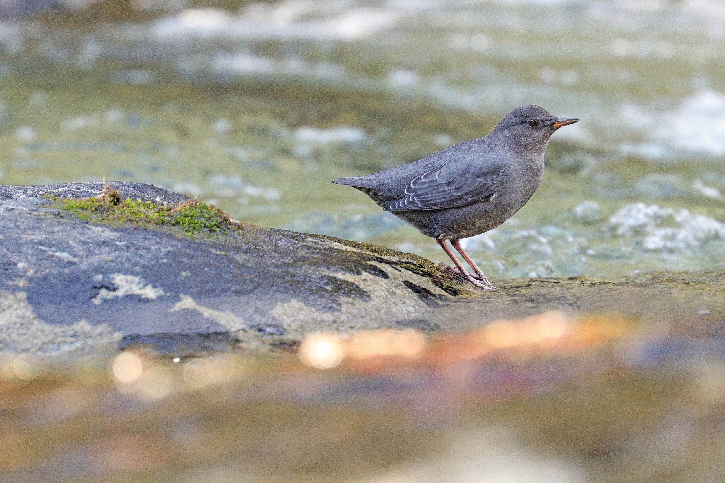  American Dipper, Teanaway, Washington © 2022. 