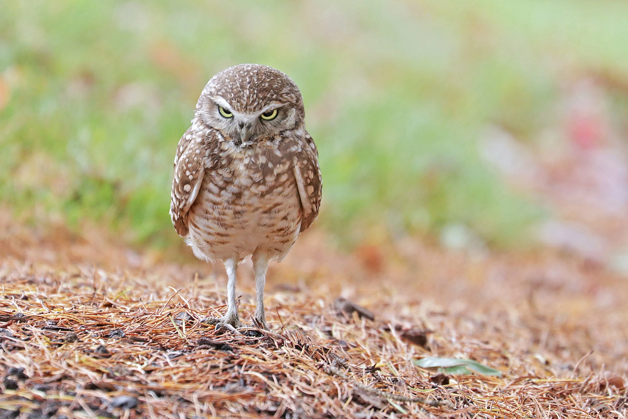  Burrowing Owl, Renton, Washington © 2021. 