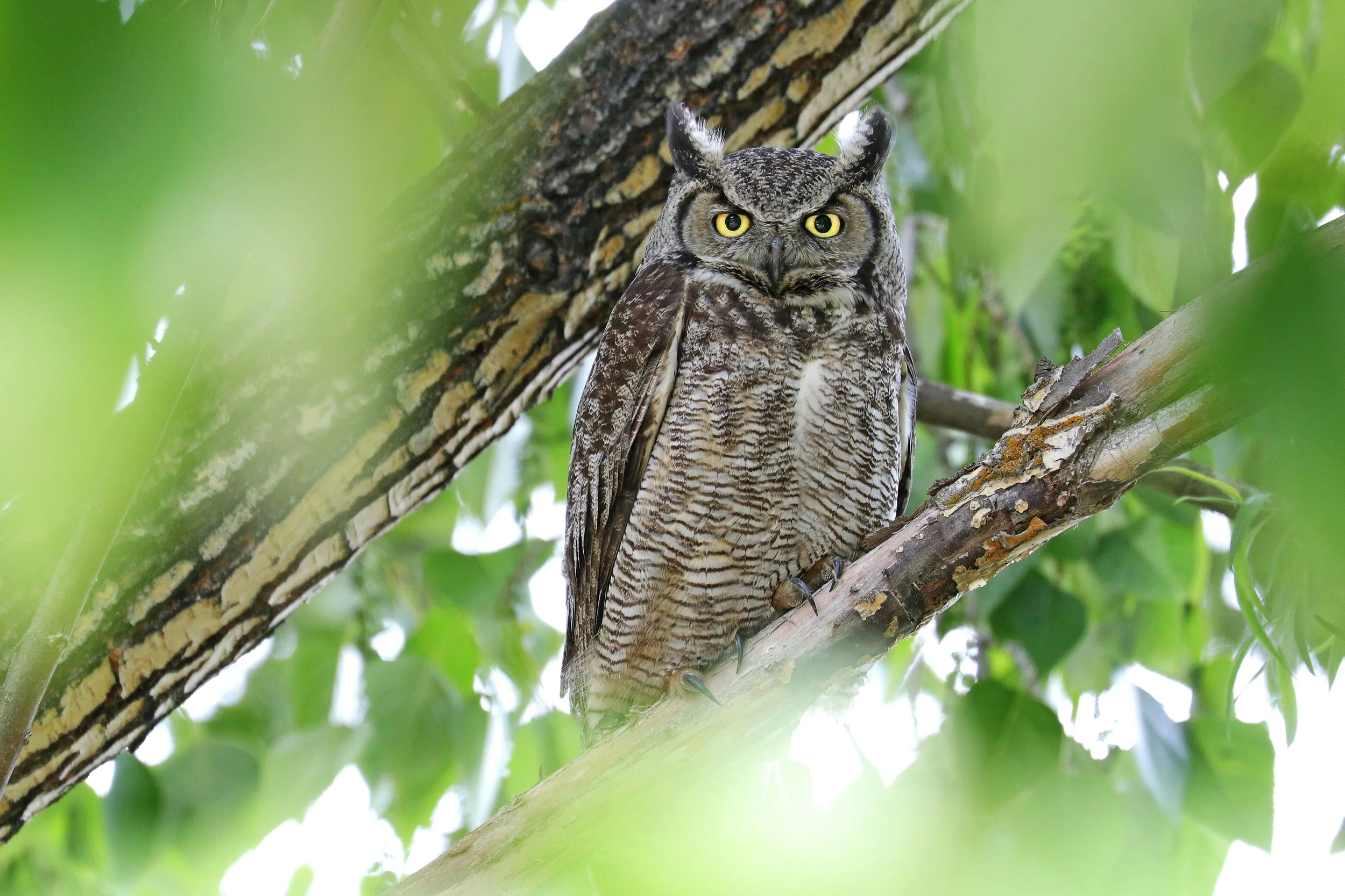  Great Horned Owl, Ellensburg, Washington © 2022. 