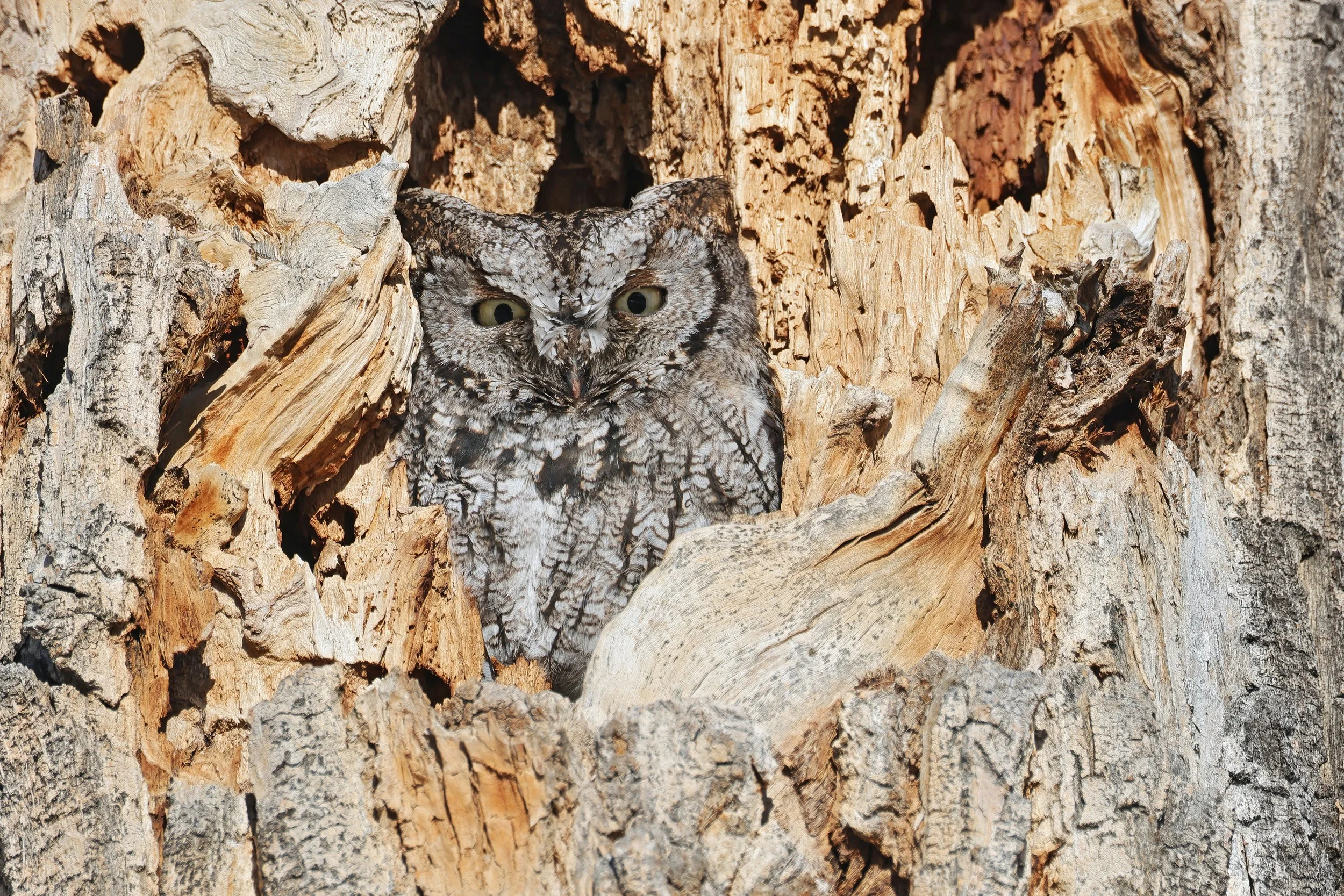  Western Screech-Owl, Lolo, Montana © 2025. 