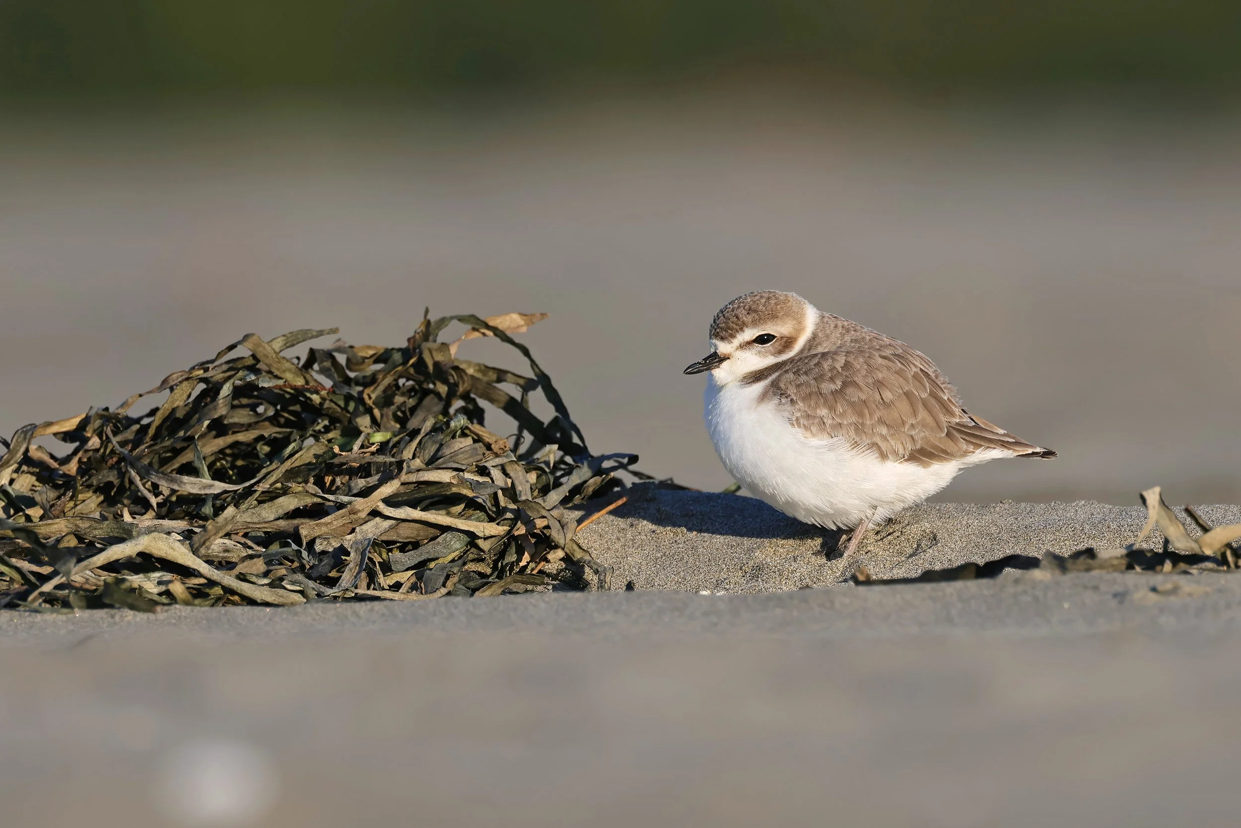  Snowy Plover, Tokeland, Washington © 2026. 