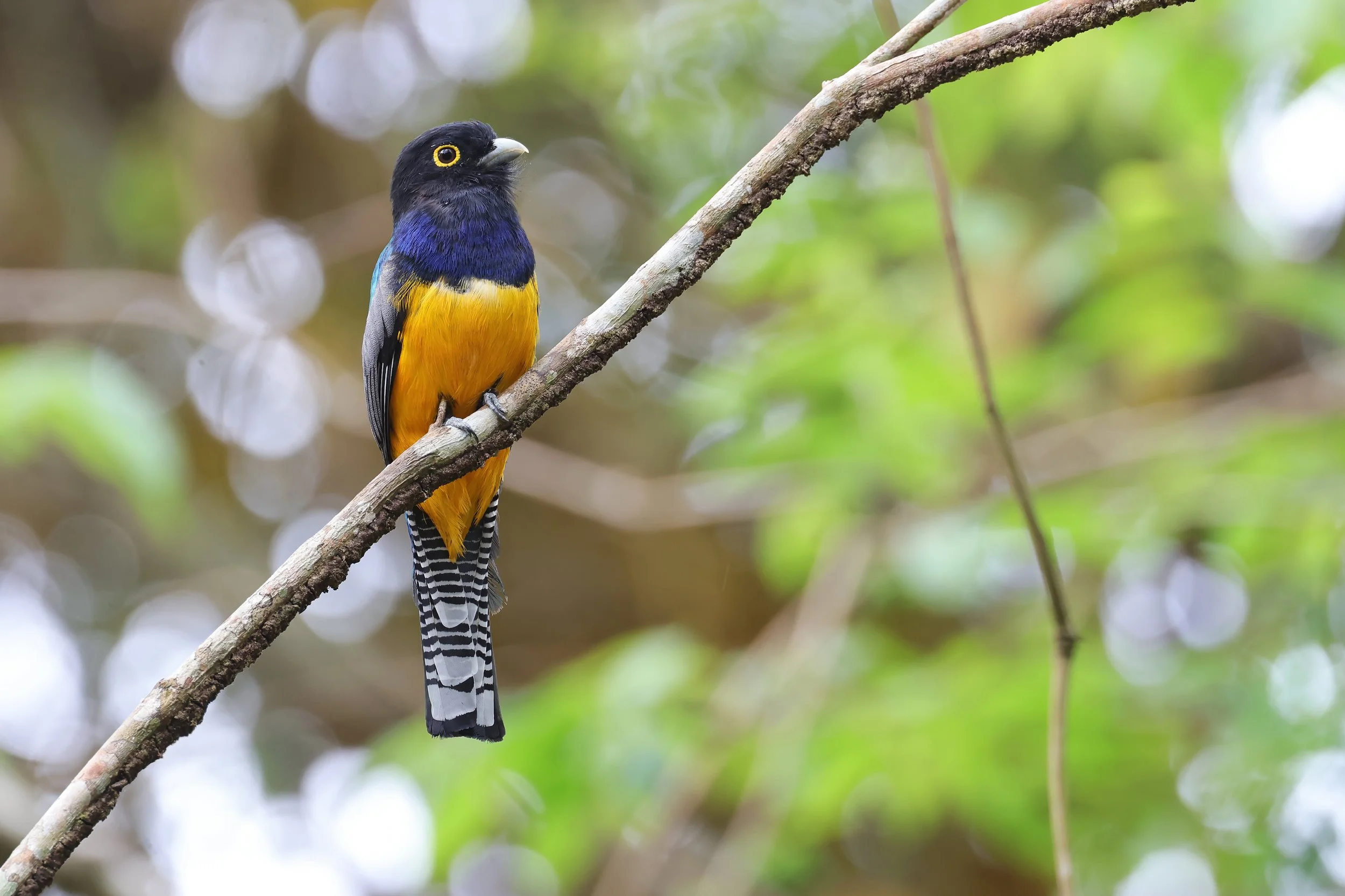  Gartered Violaceous Trogon, Ciudad de Panamá, Panamá © 2026. 