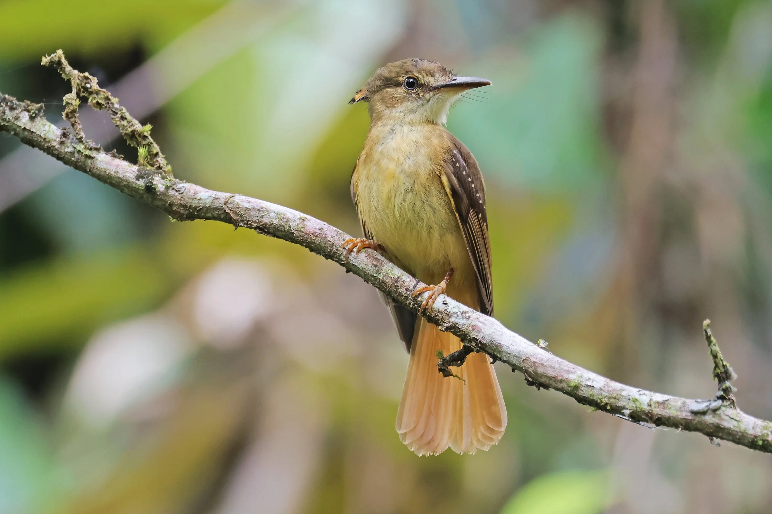  Tropical Royal Flycatcher, Torio, Veraguas, Panamá © 2026. 