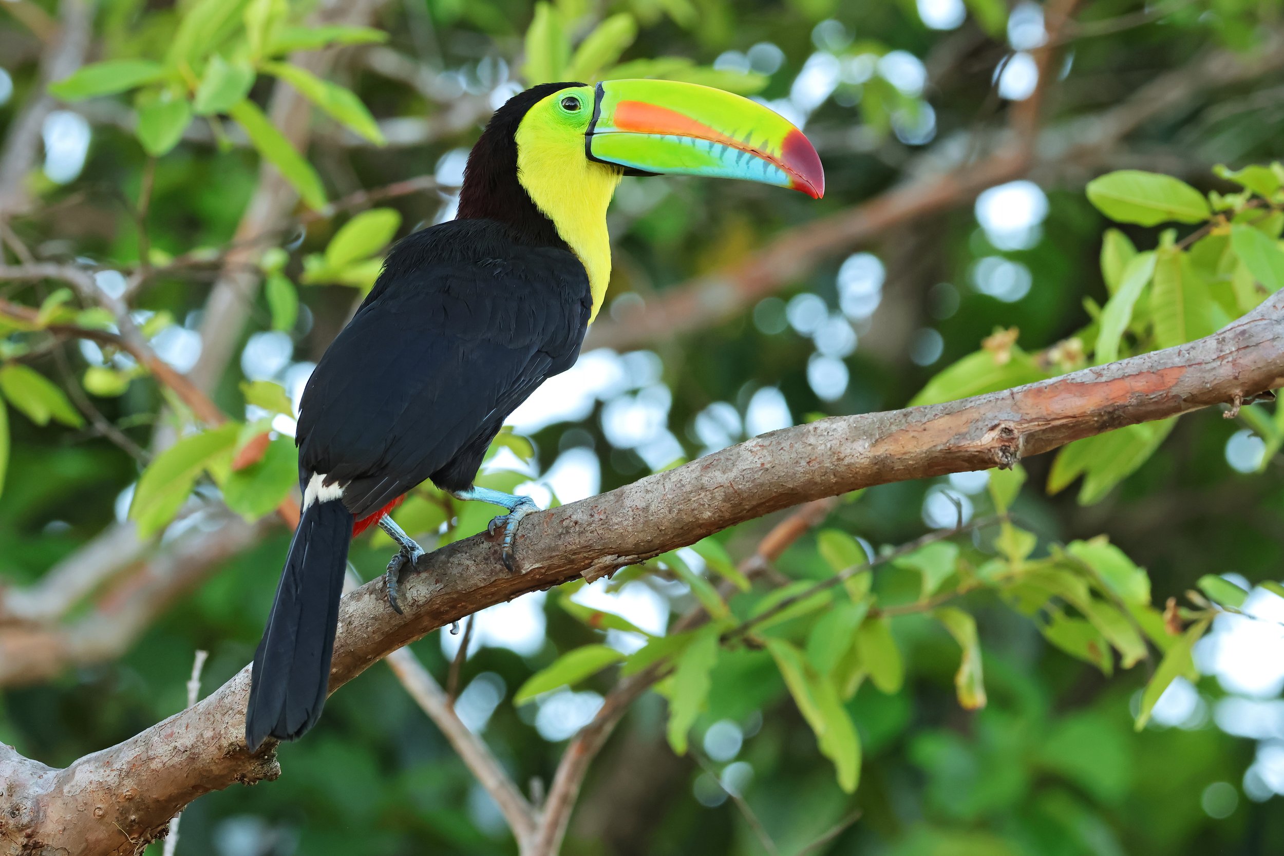  Keel-Billed Toucan, Parque Nacional Cerro Hoya, Veraguas, Panamá © 2026. 