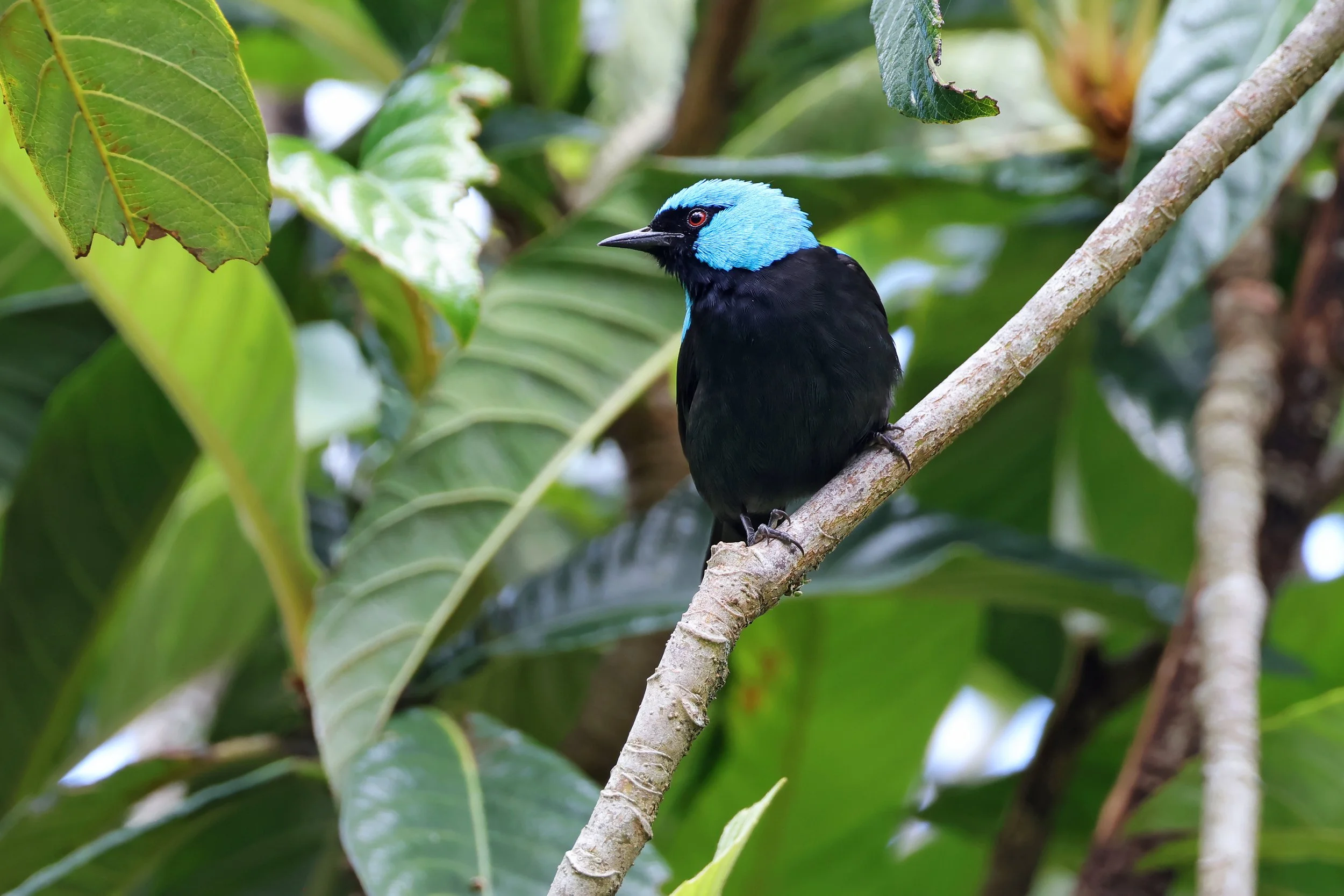  Scarlet-Thighed Dacnis, Boquete, Chiriquí, Panamá © 2026. 
