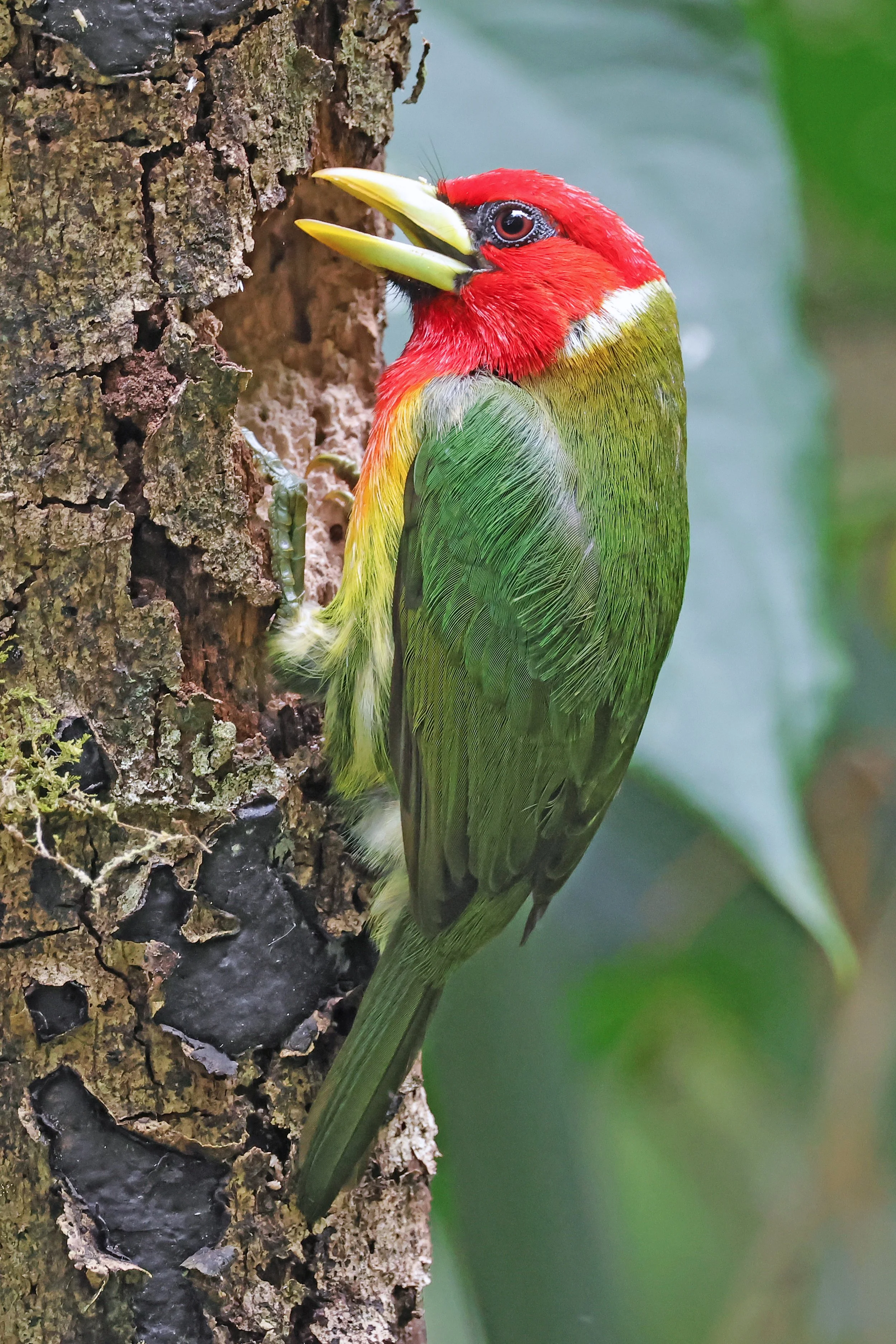  Red-Headed Barbet, Boquete, Chiriquí, Panamá © 2026. 