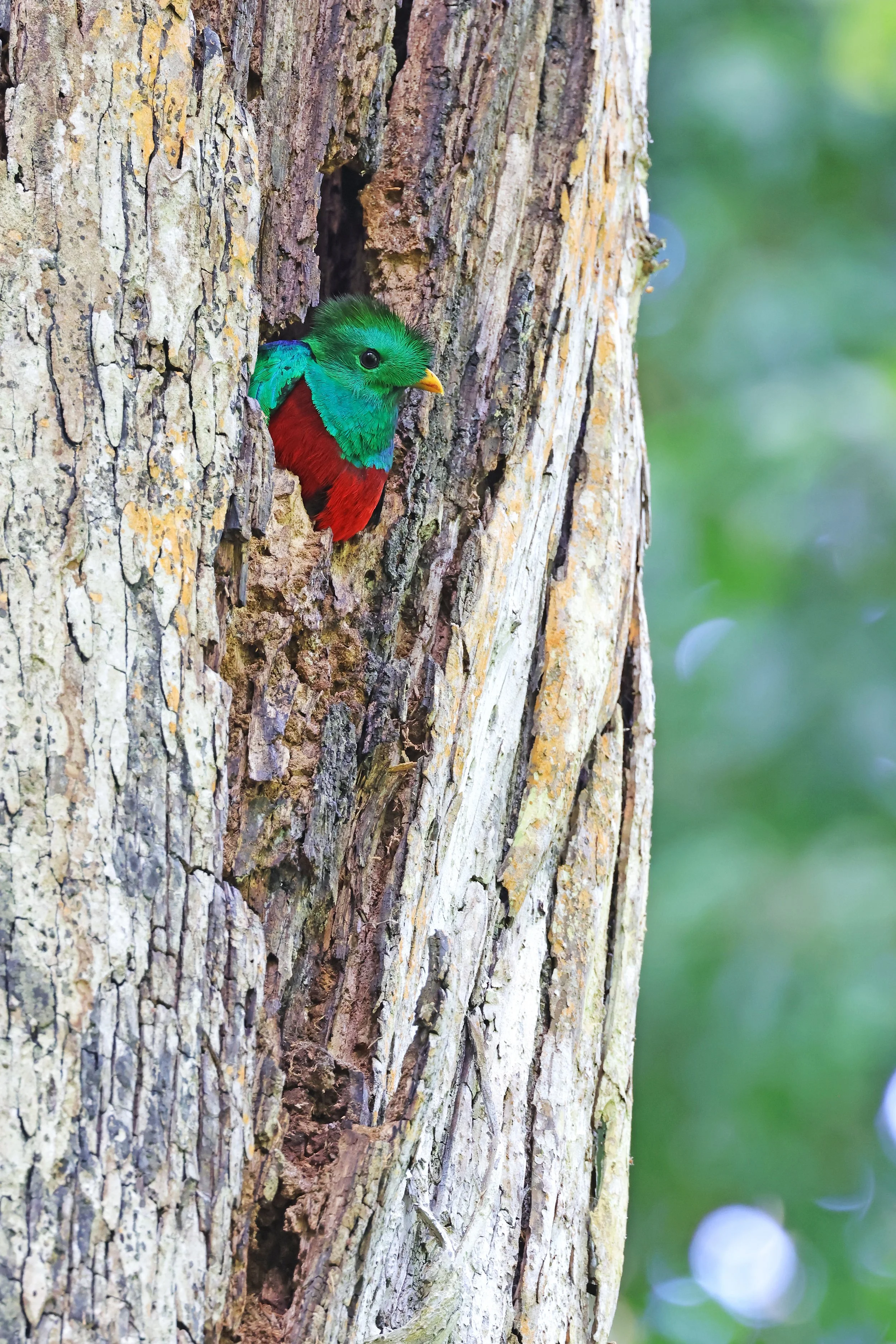  Resplendent Quetzal, Boquete, Chiriquí, Panamá © 2026. 
