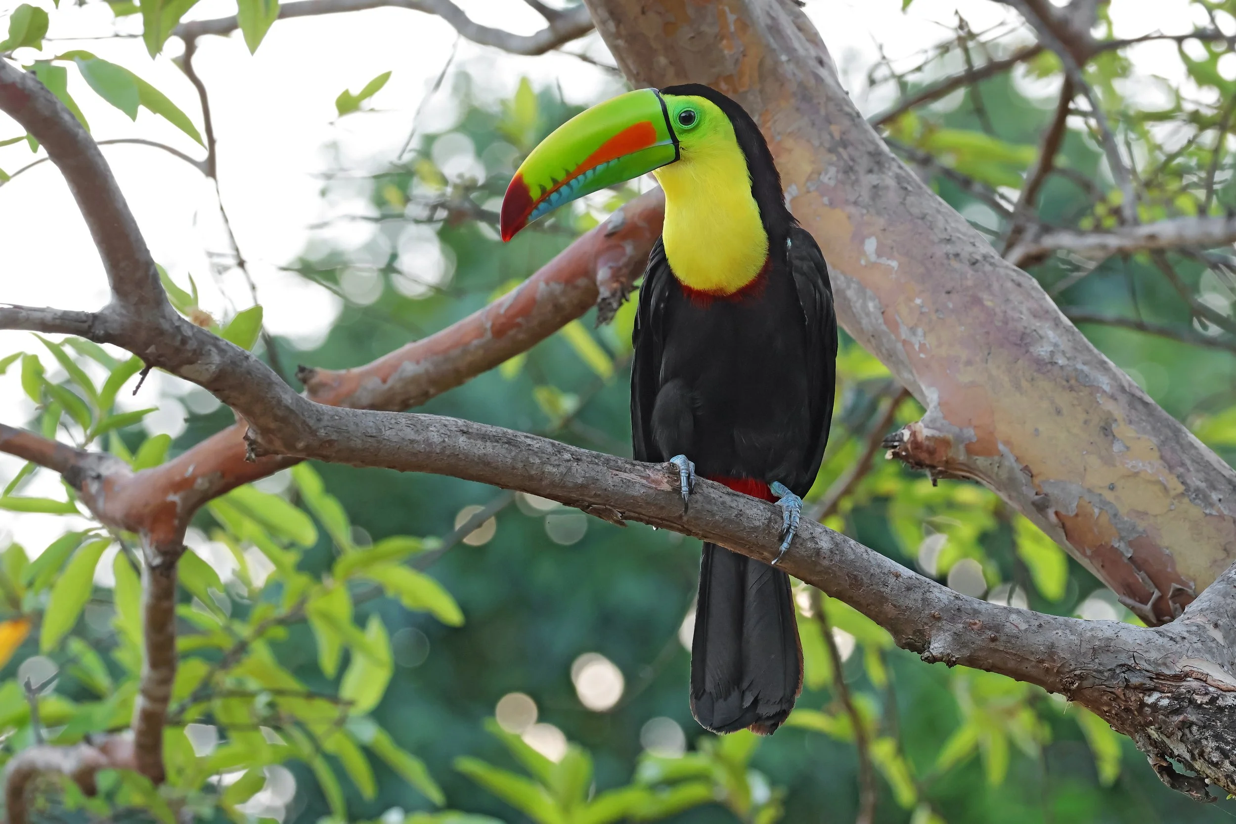  Keel-Billed Toucan, Parque Nacional Cerro Hoya, Veraguas, Panamá © 2026. 
