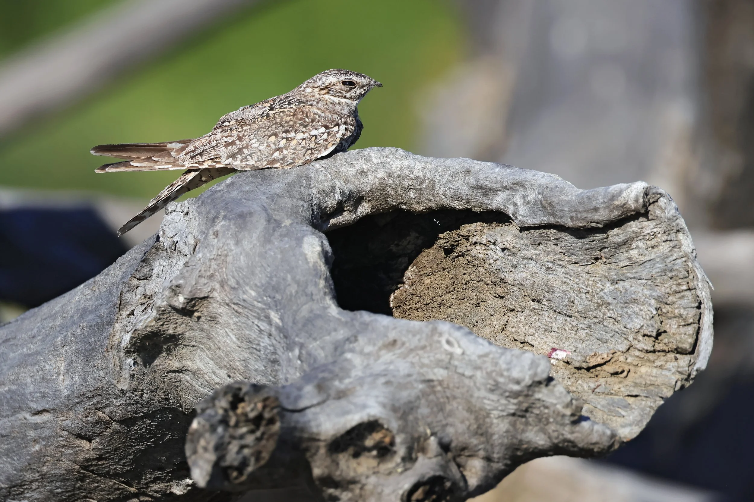  Lesser Nighthawk, Capay, California © 2026. 