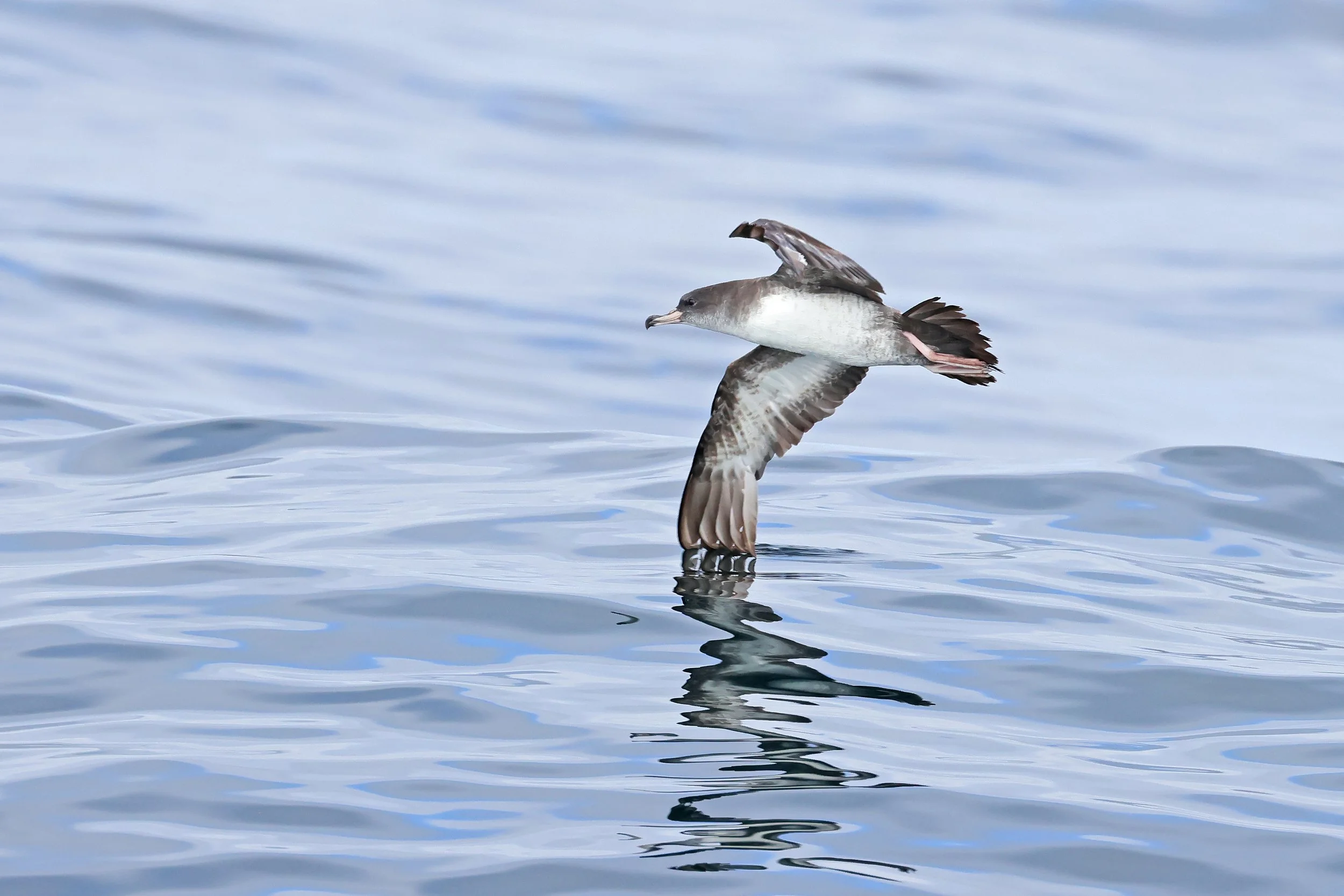  Pink-Footed Shearwater, North Pacific Ocean, Washington © 2026. 