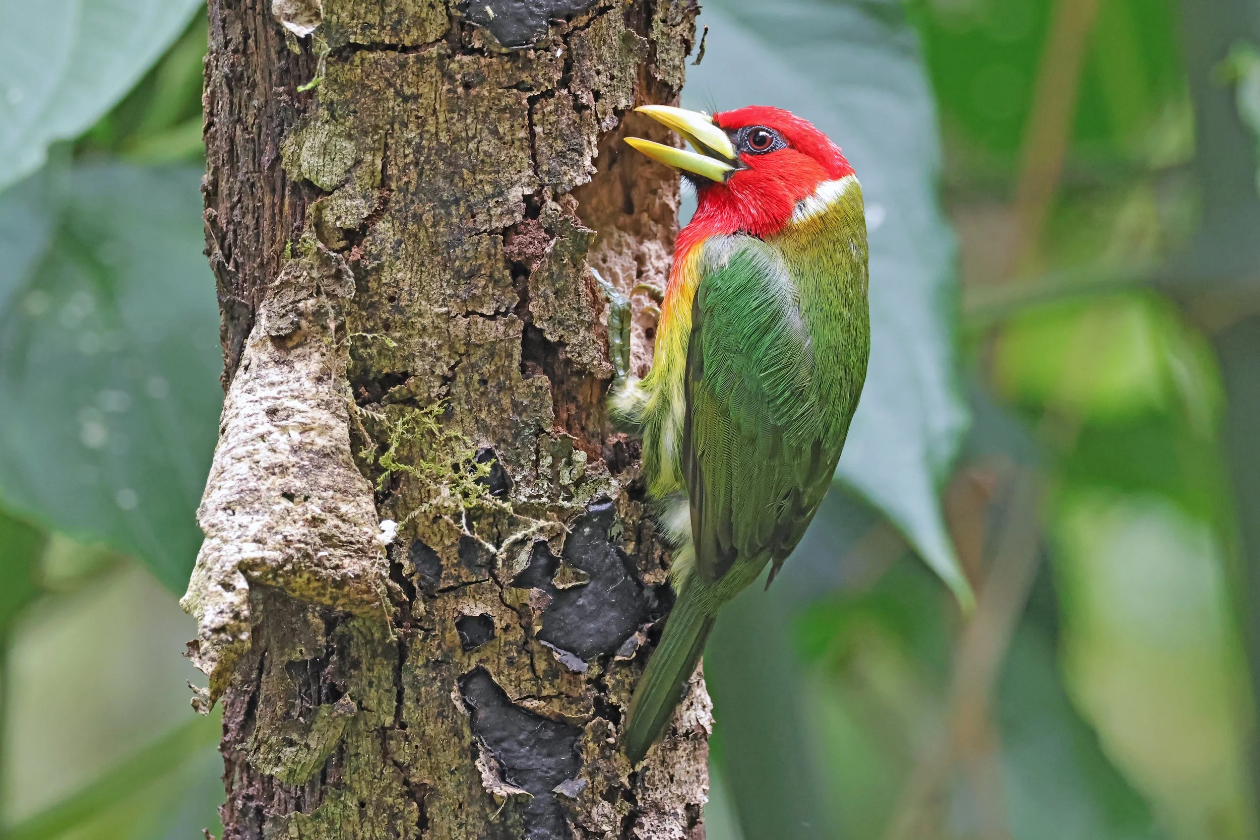  Red-Headed Barbet, Boquete, Chiriquí, Panamá © 2026. 