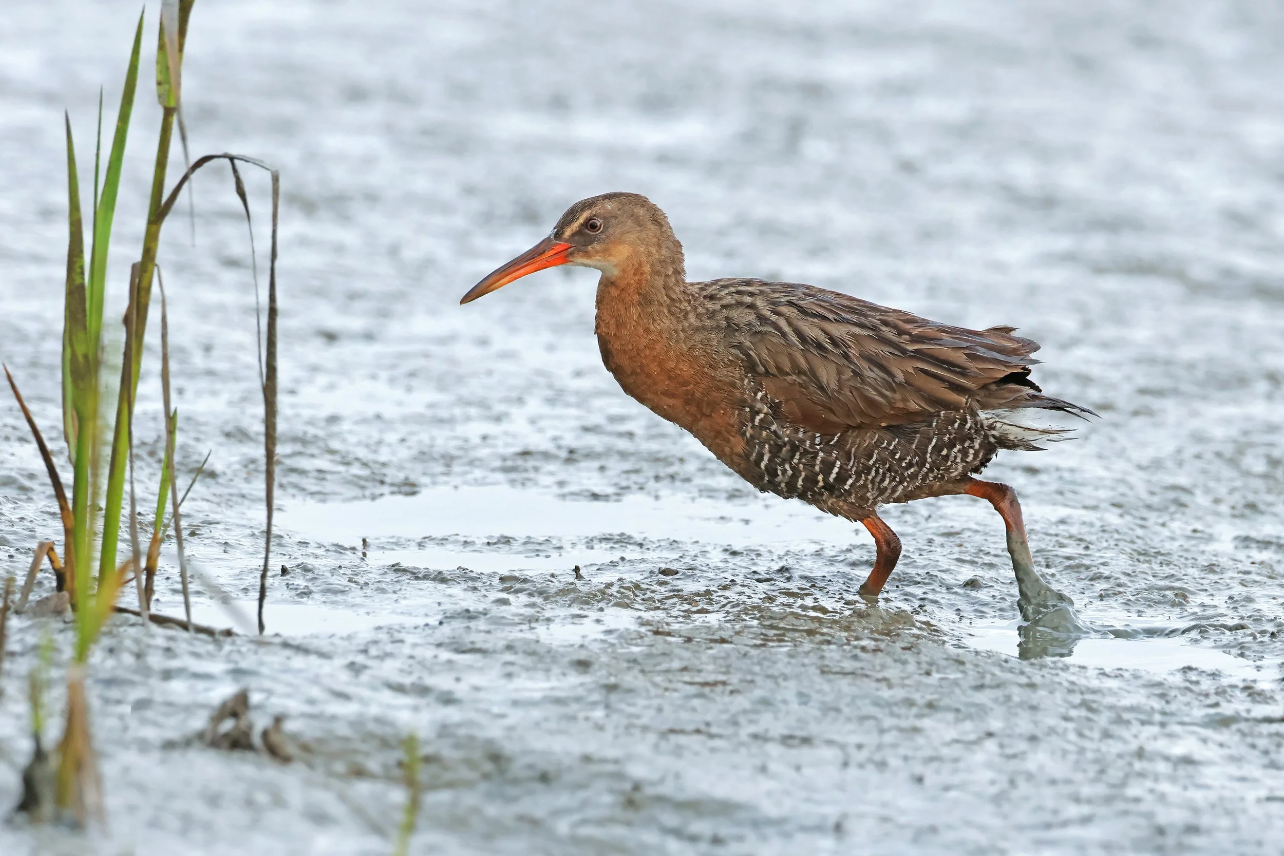 Ridgway’s Rail, China Camp State Park, California © 2026. 