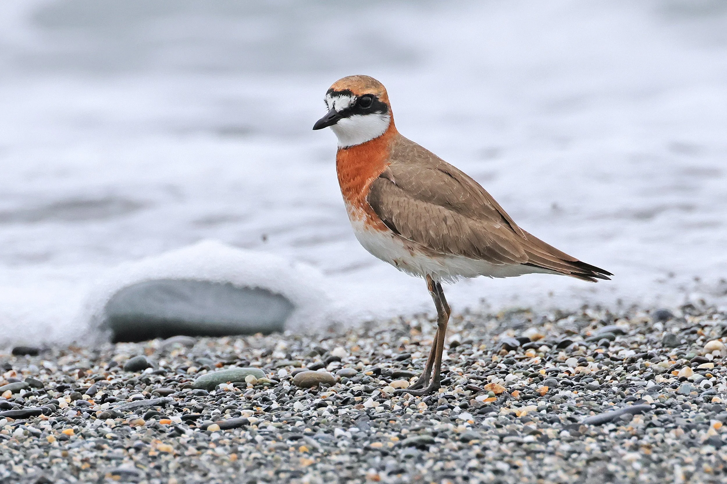  Siberian Sand-Plover, Xiulin Township, Hualien, Taiwan © 2023. 