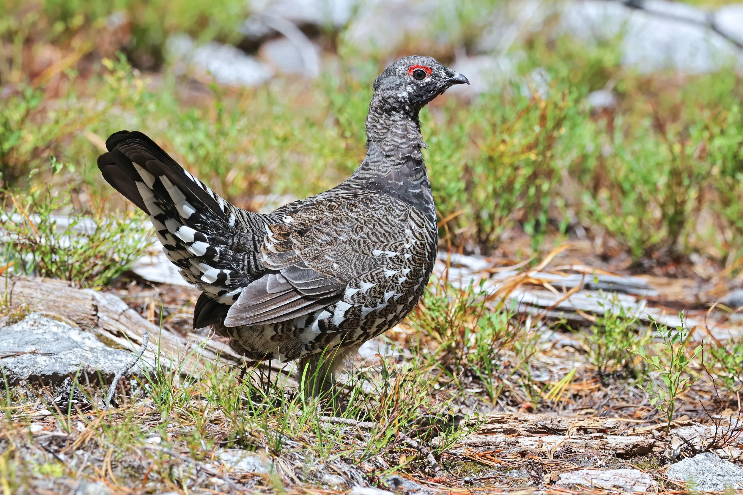  Spruce Grouse, Selway-Bitterroot National Forest, Montana © 2026. 