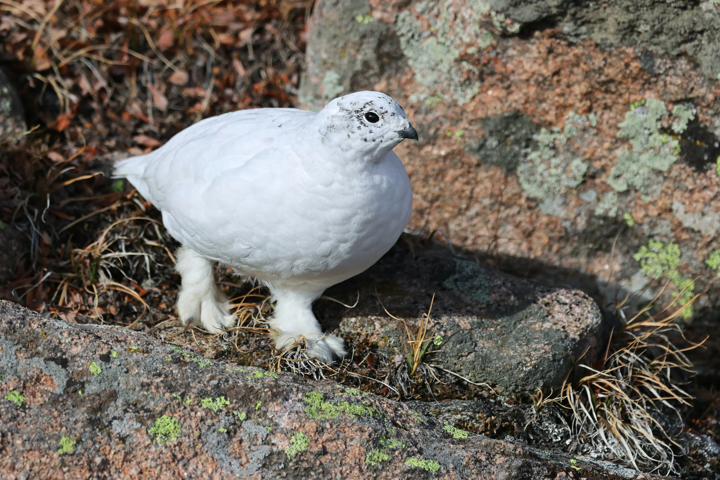  White-Tailed Ptarmigan, Rocky Mountain National Park, Colorado  © 2026. 