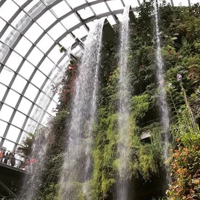 Cloud Forest.jpg