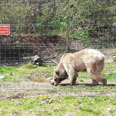 Libearty bear sanctuary.jpg