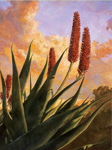 Aloe Glow, 36x24, oil on canvas, sold.