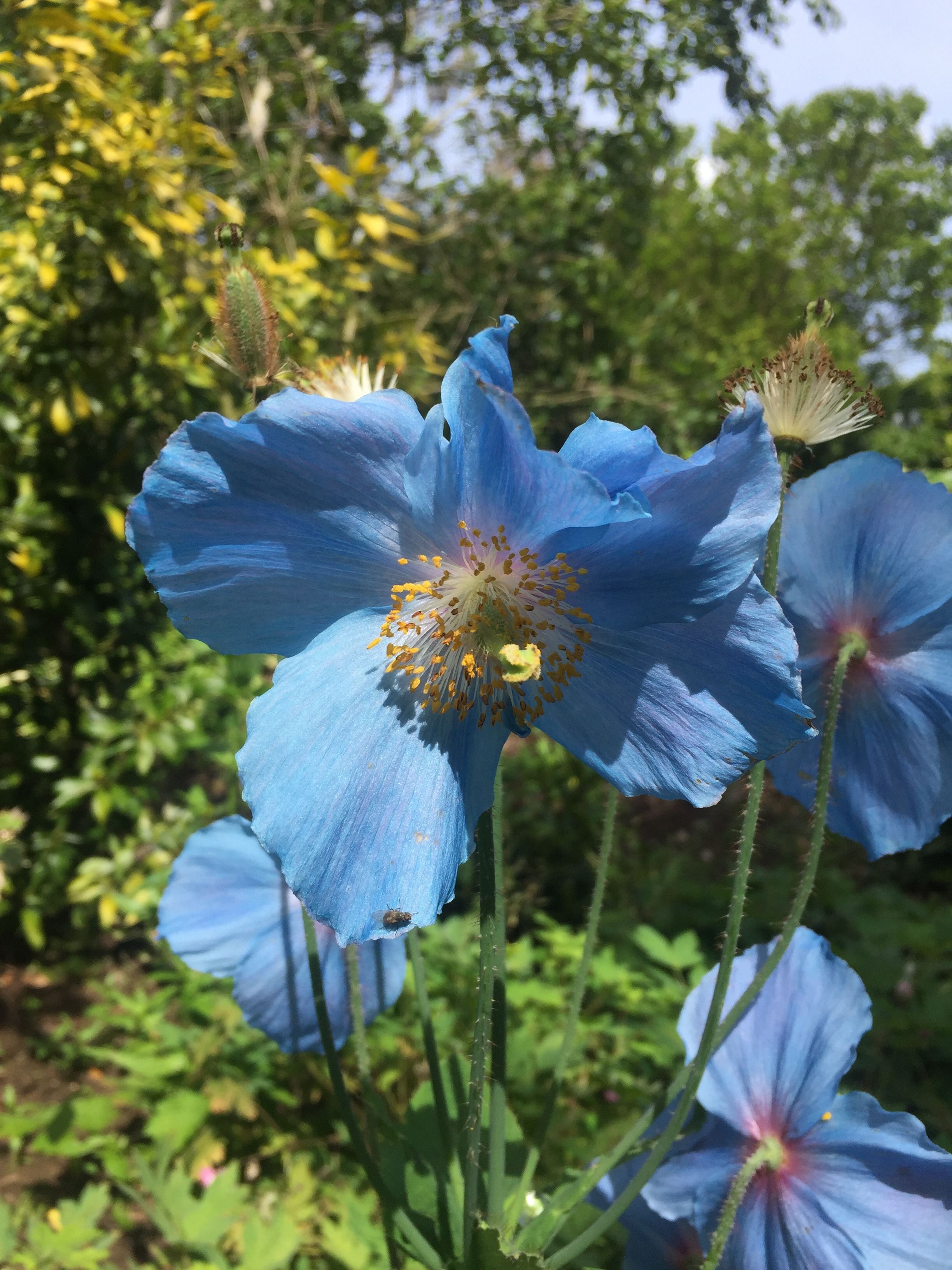The Himalayan Poppy. The only truly blue flower?