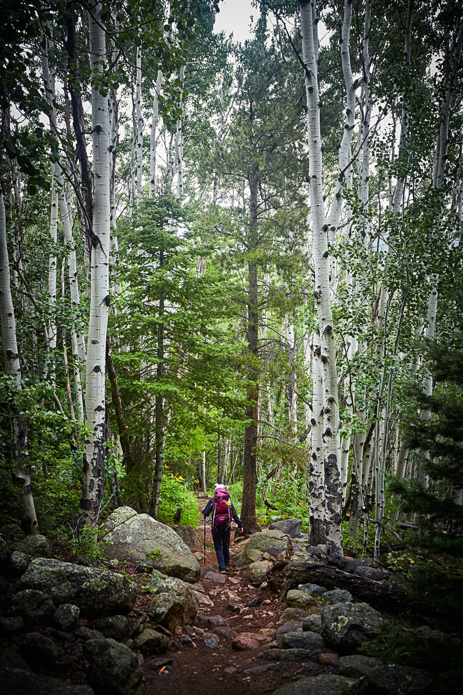 160804-SpruceCubHike-431.jpg
