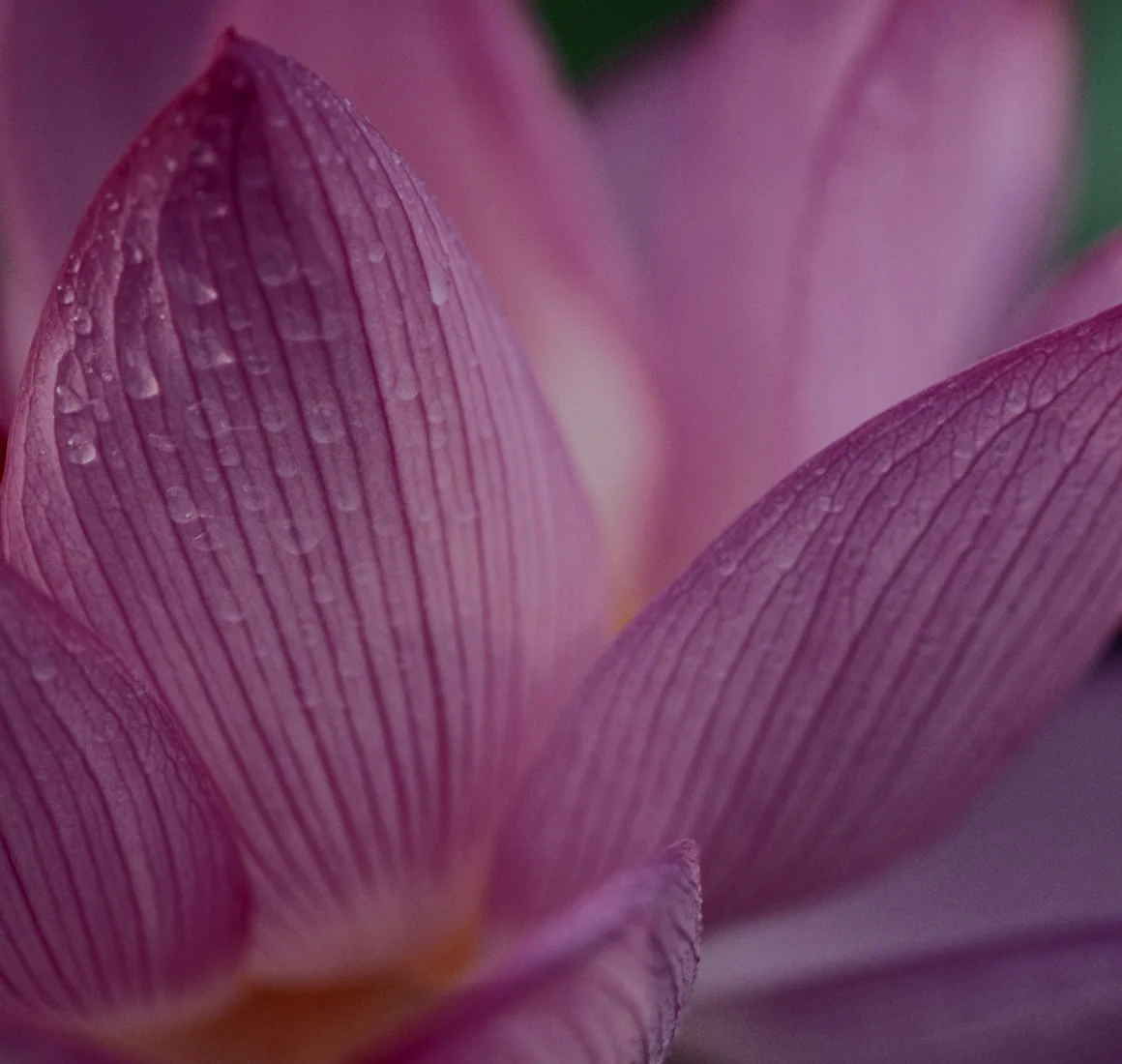 Lotus Background.jpg