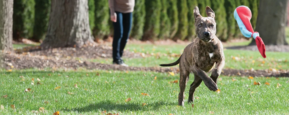 Riverside Adds To Outward Hound