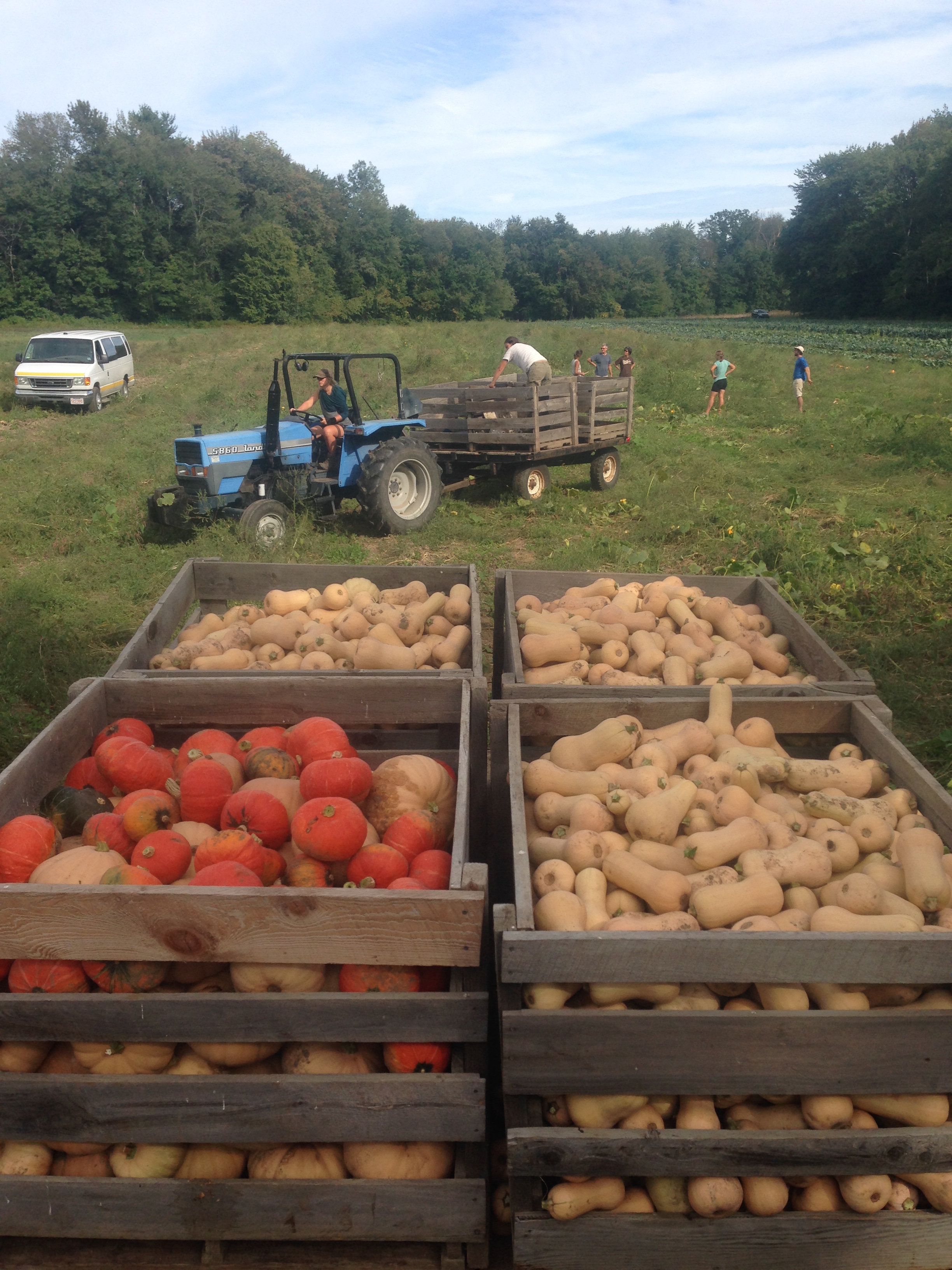 Winter Squash Harvest