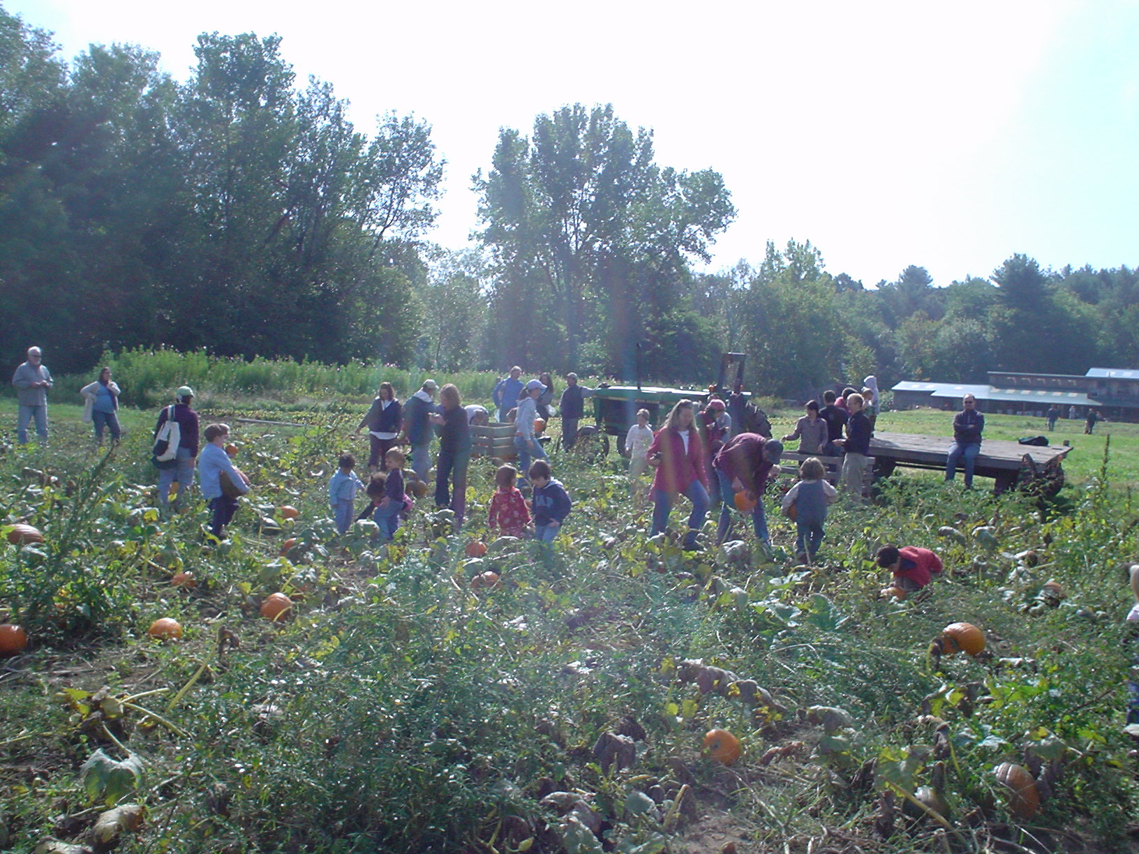 Halloween Pumpkin Harvest