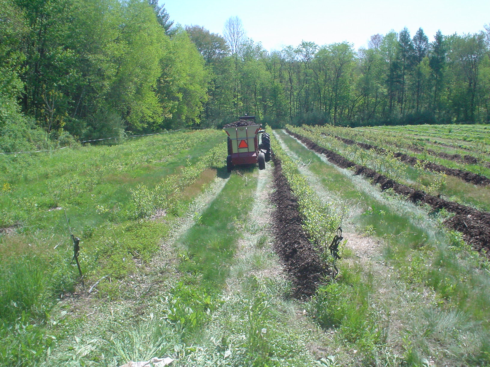 field work mulch blueberries.jpg