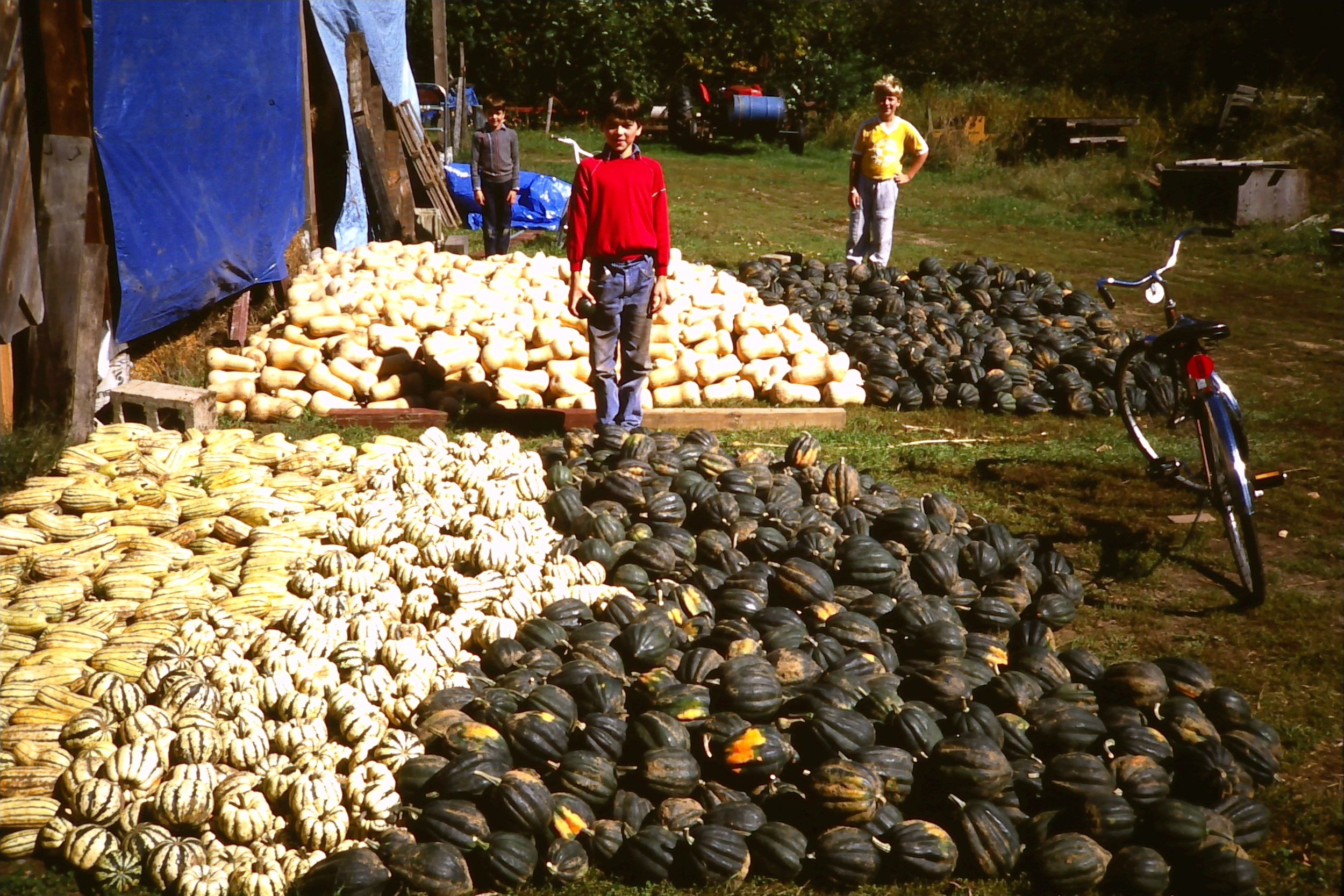 robb boys love squash.JPG